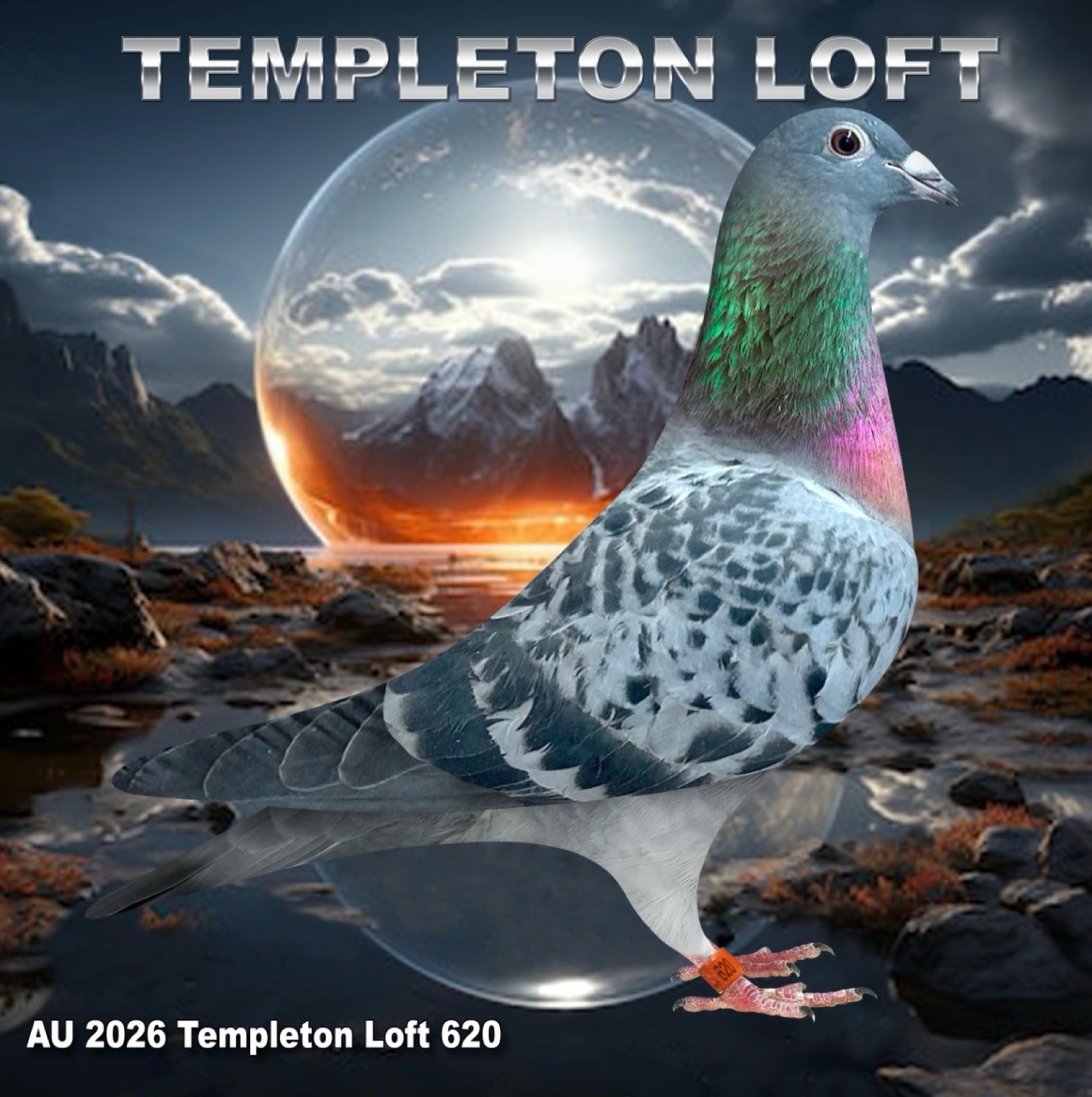 Templeton loft 2026/620 full DNA