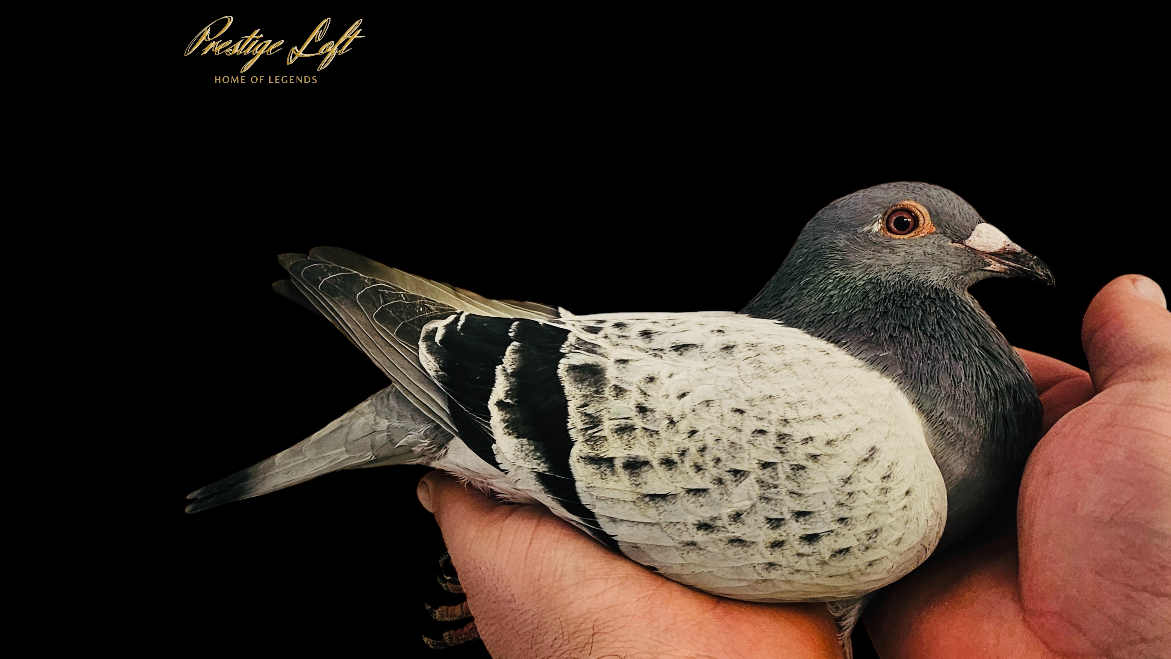 LineBred Bullet California Ace Pigeon