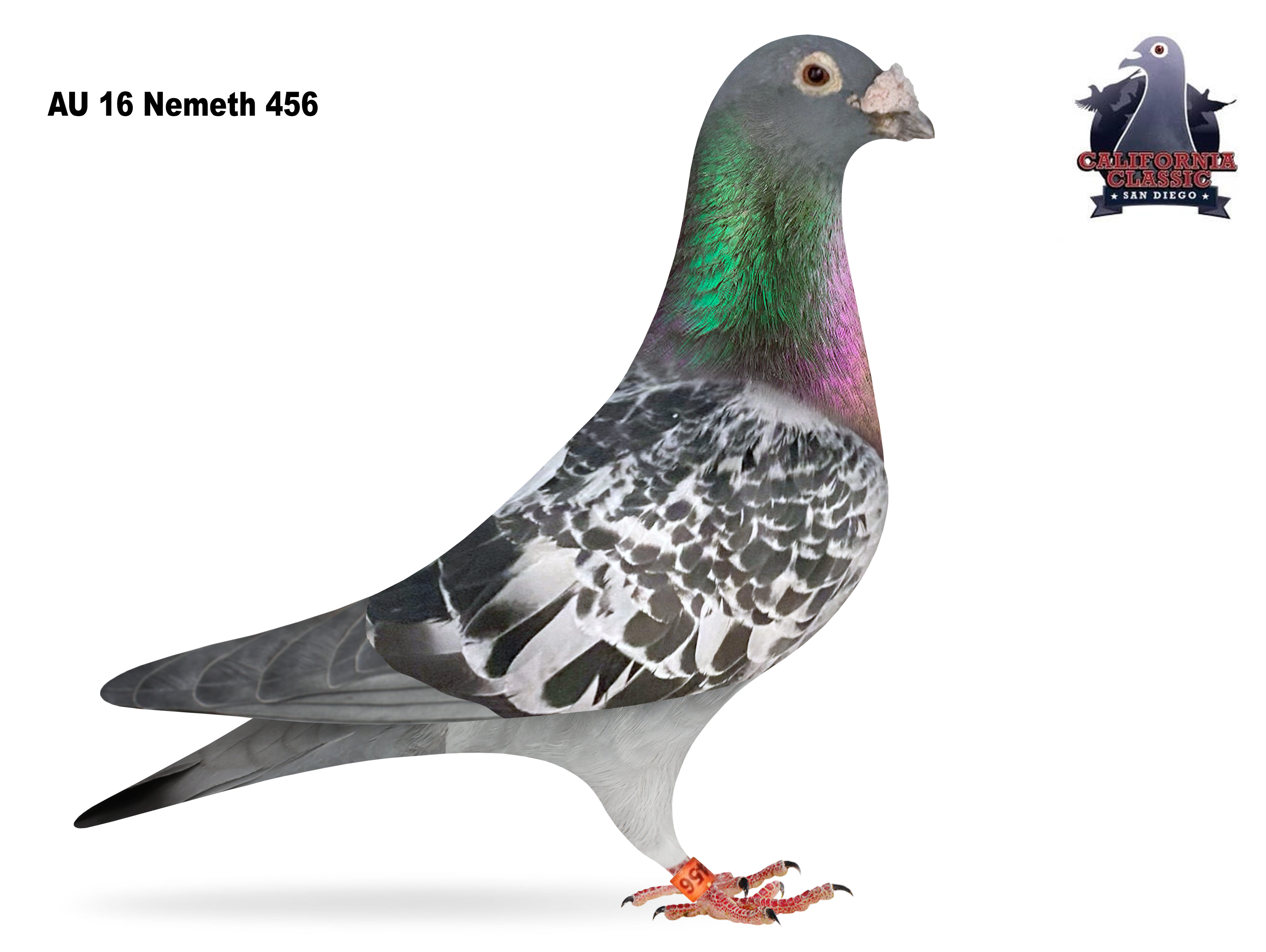 Lot 35. 2016 Nemeth 456 Cock