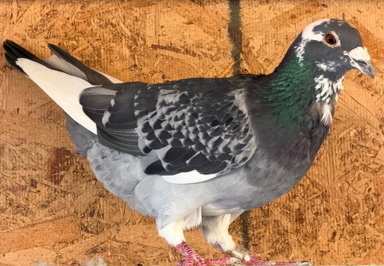 Super Nice Cock