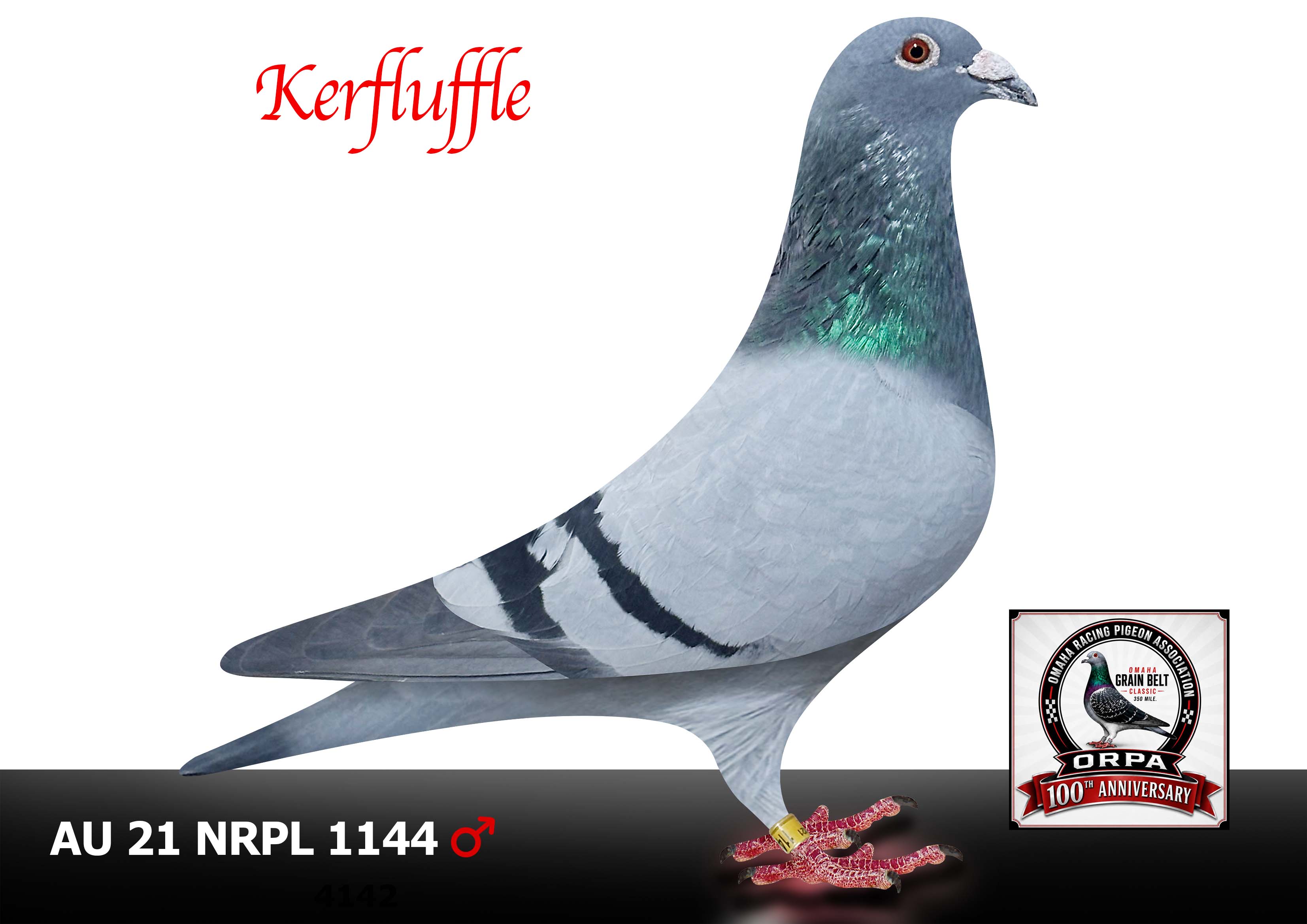 AU 21 NRPL 1144 Cock