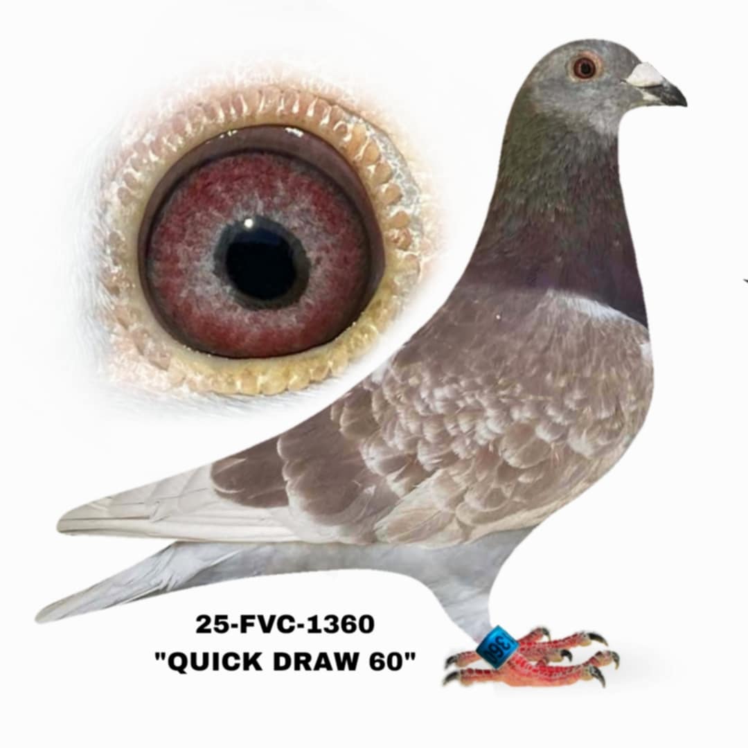 25-FVC-1360 Red Check Hen.