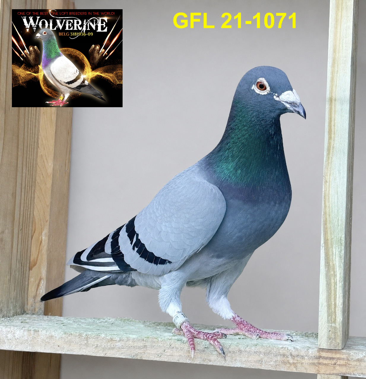 GFL 1071-2021