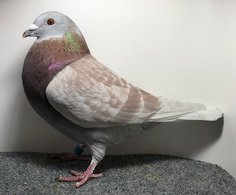 25130 RMR AU 2025 RC C