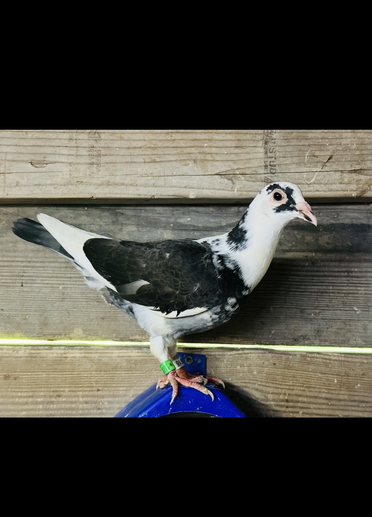 White pied