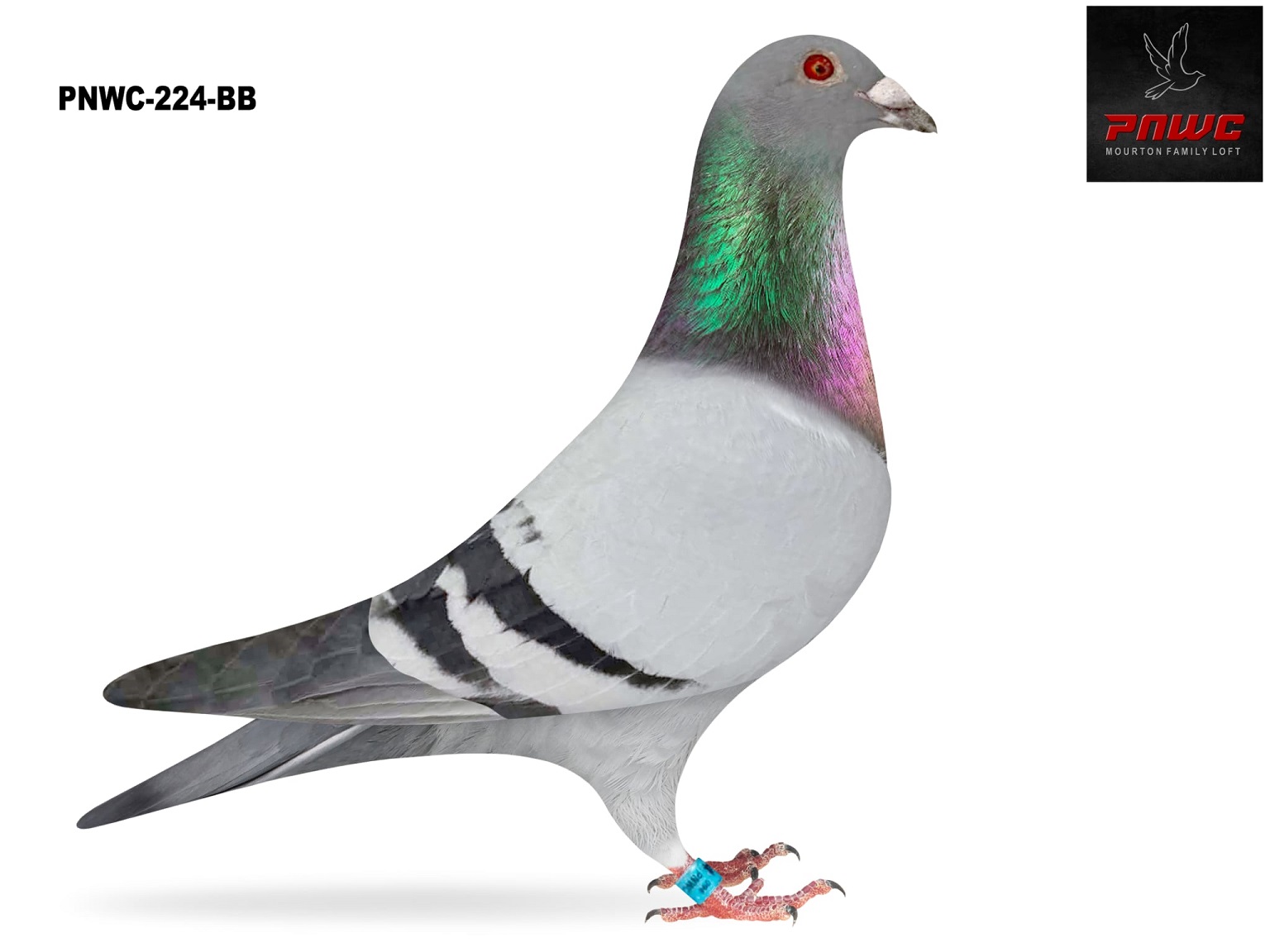 PNWC-224-25 BB COCK