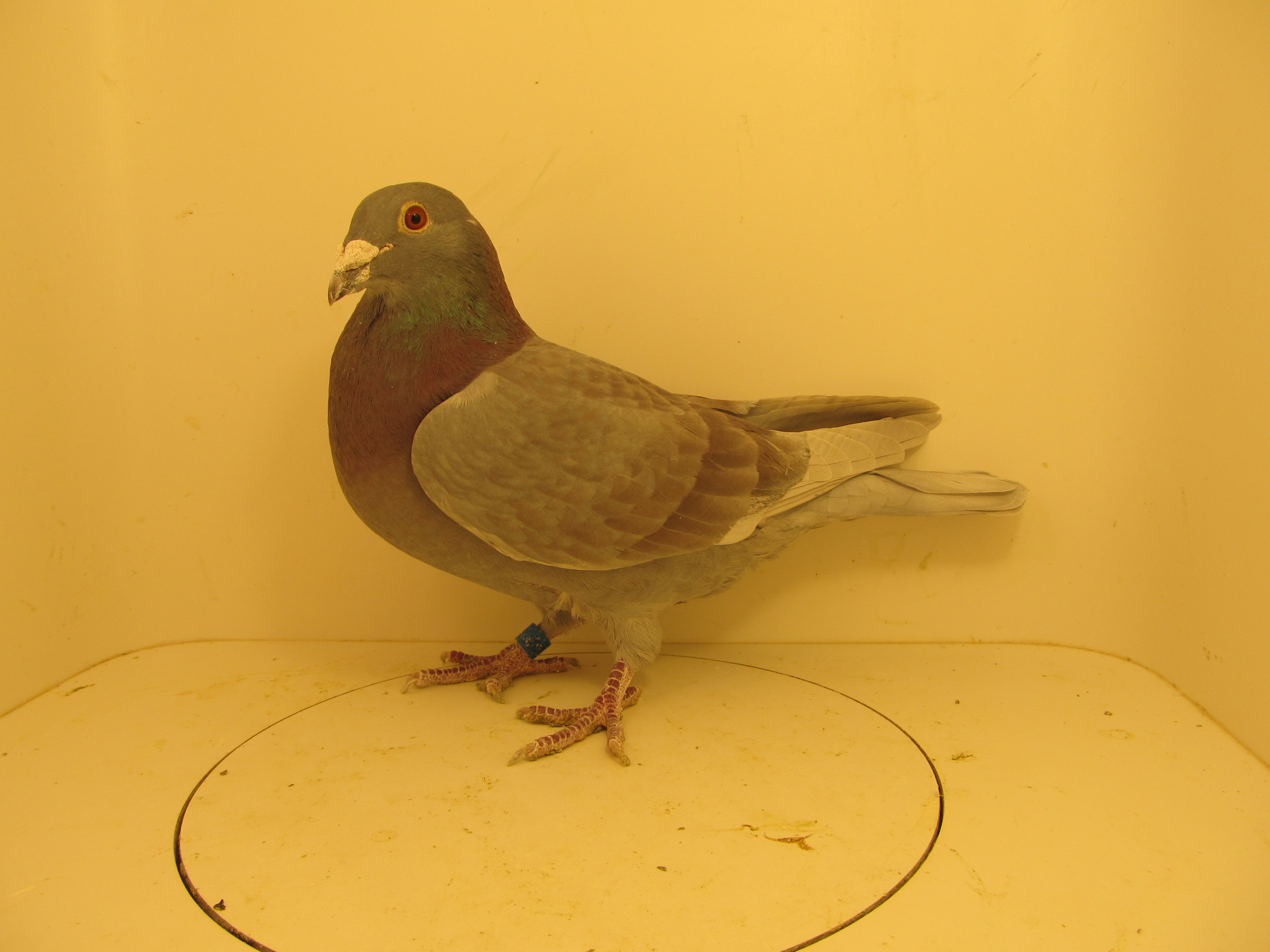 iPigeon.com - Racing Pigeon Auction