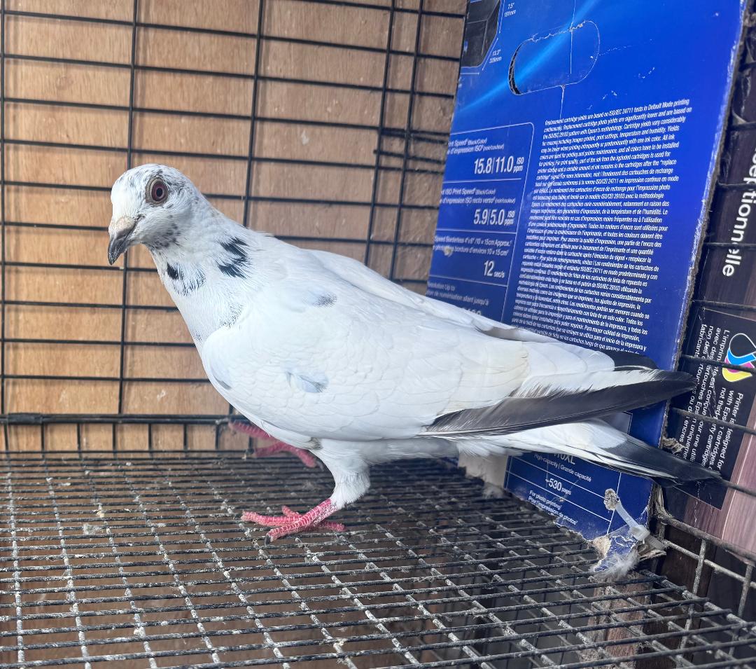 384 GRIZZLE HEN KANNIBAAL