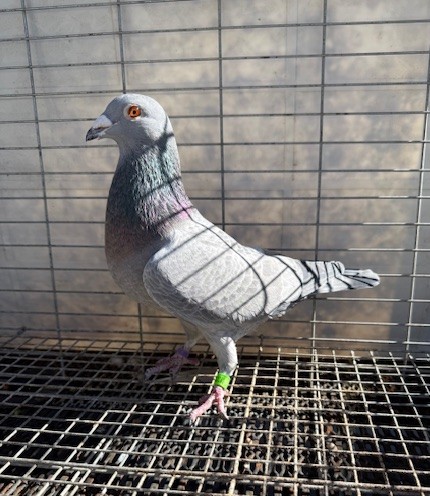 AU 23 ARPU 41322 - Opal Check Cock