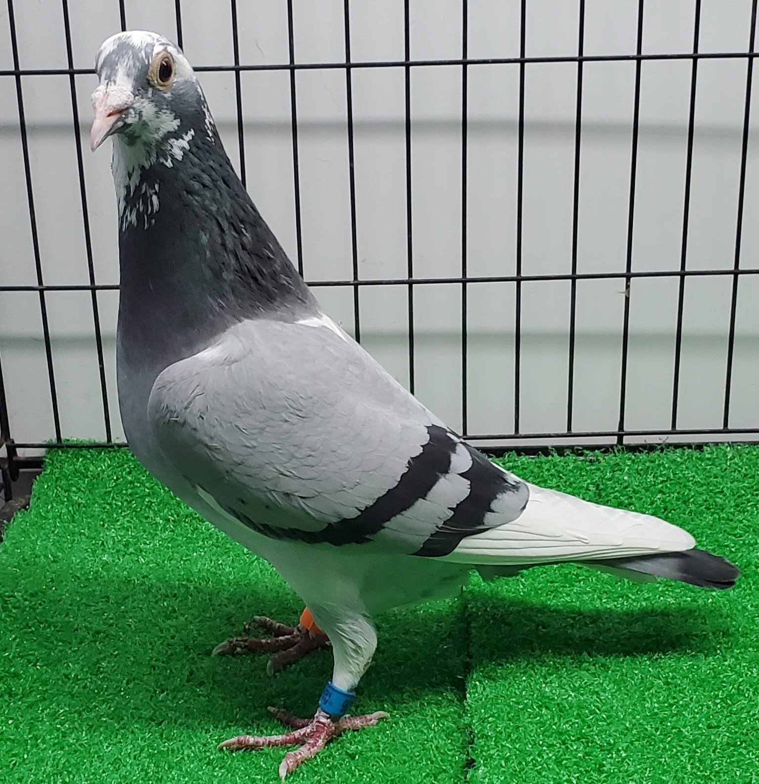 『The Pigeon』 1. National by Mosher Family Loft!! - M&C Auctions