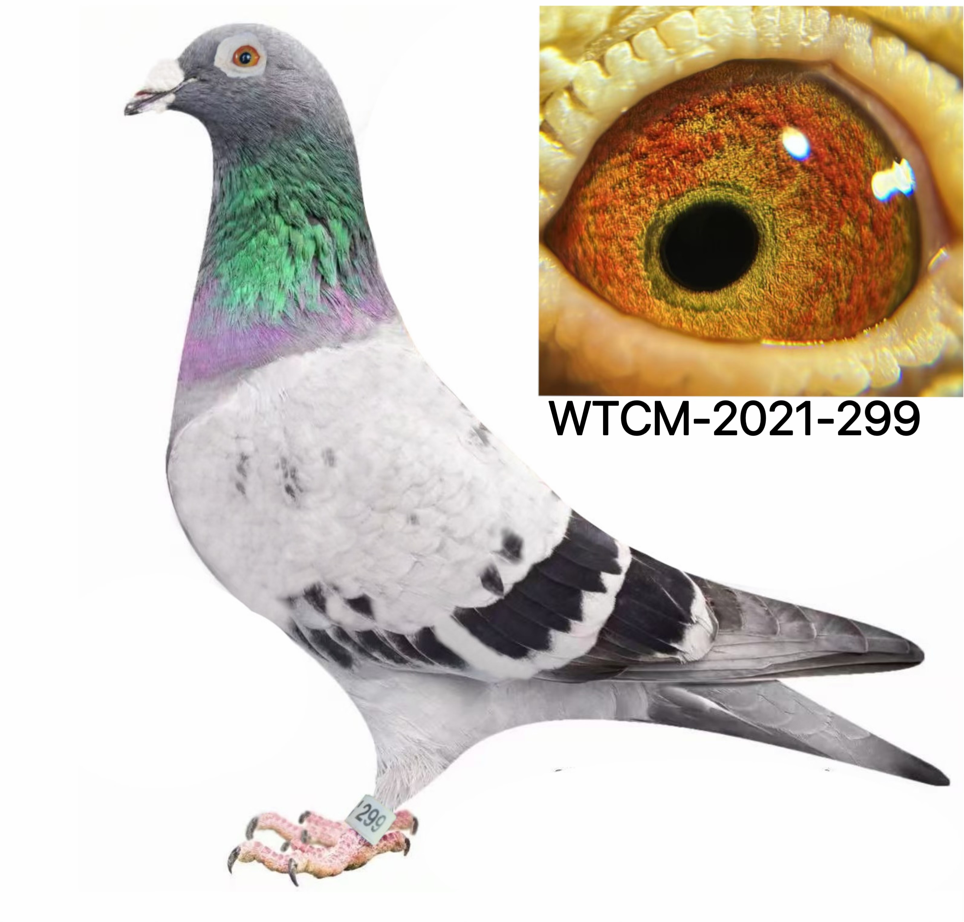 Lines HARRY, BLIKSEM