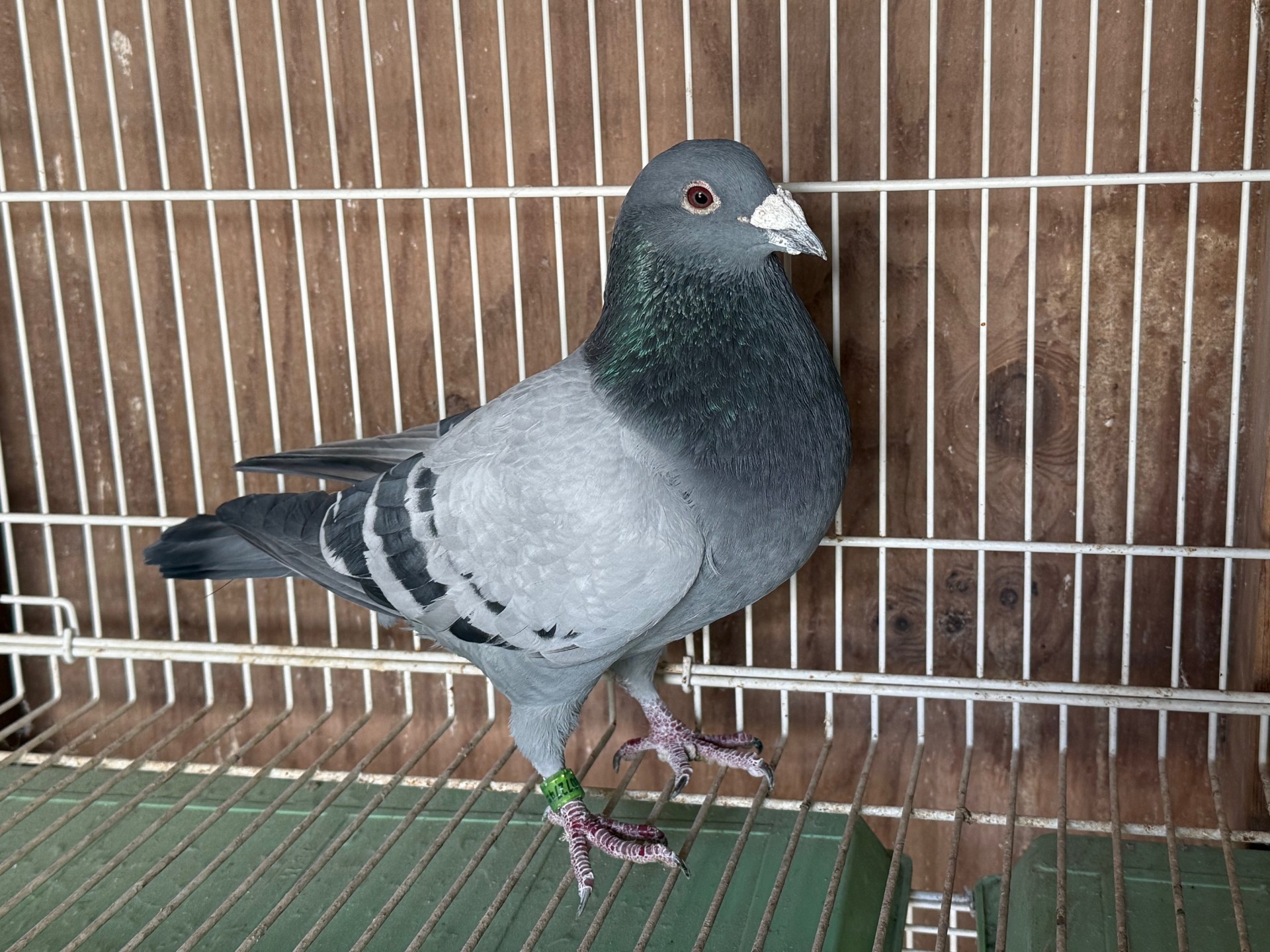 DV07274-18-476 BB Male