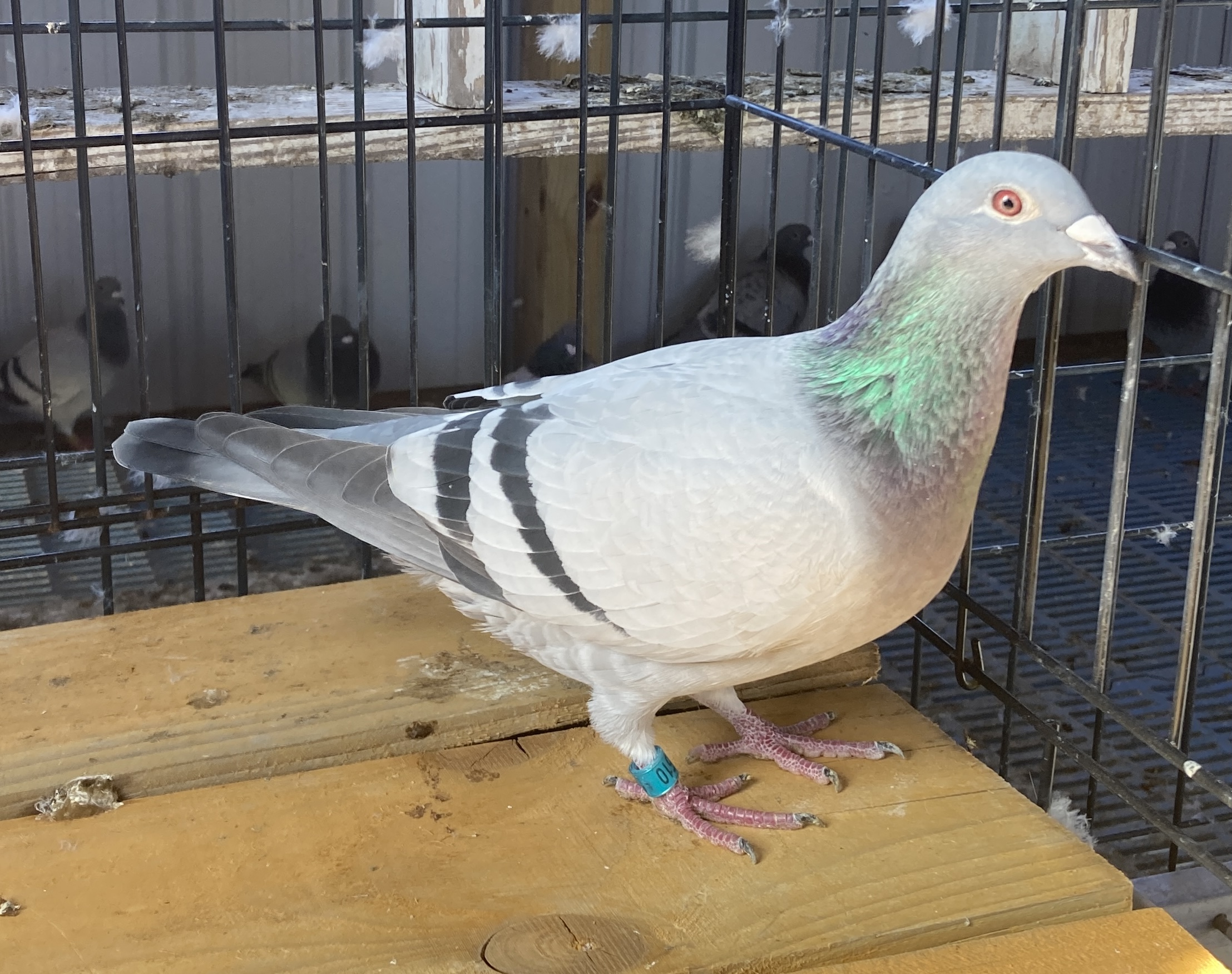 2025 LEWIS LOFTS 2510 BB H