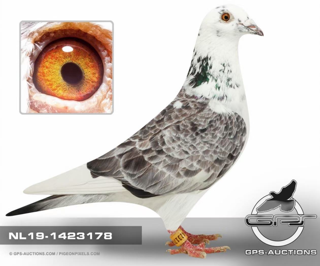 C & G KOOPMAN
INBRED：GERARD