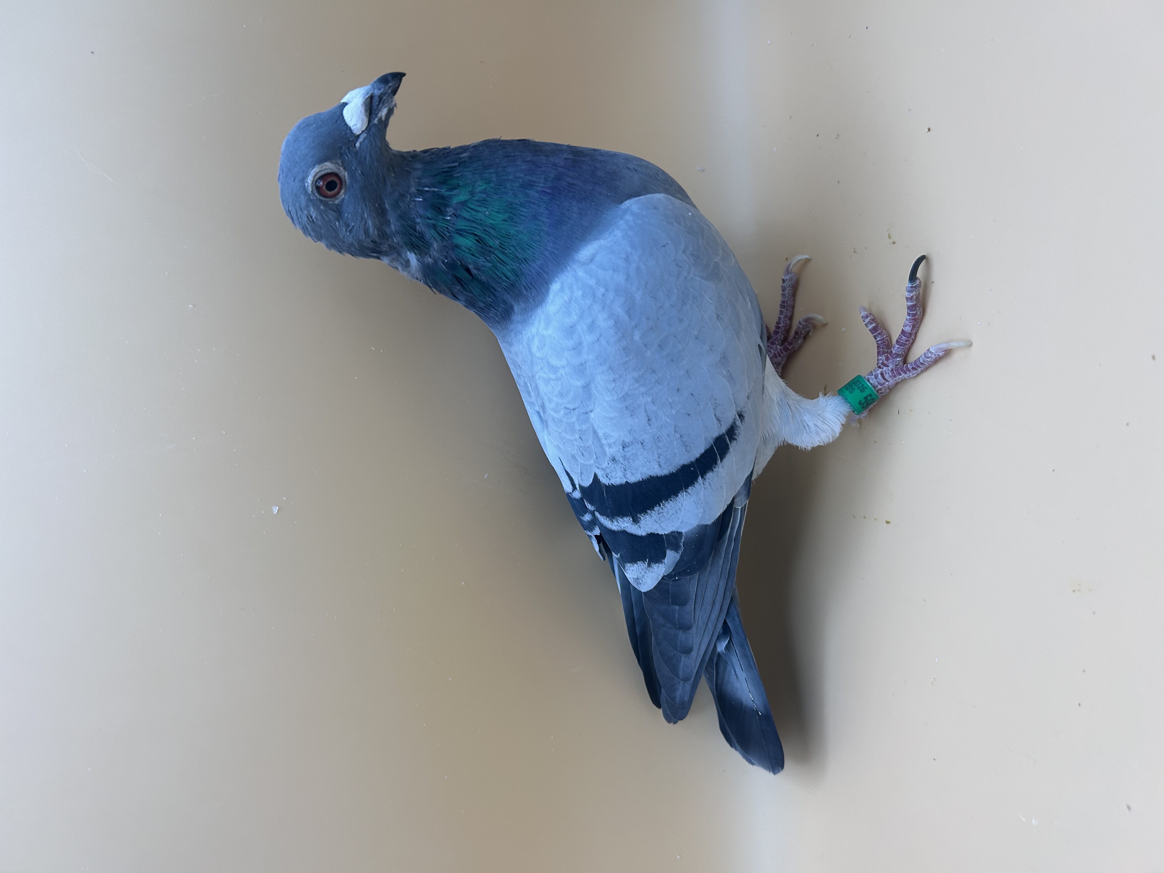 AU26 Jedds 59082 BBWF C