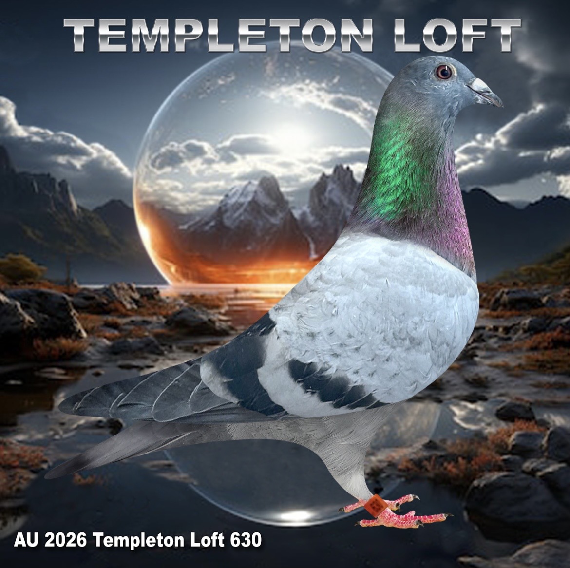 Templeton loft 2026/630 Full DNA