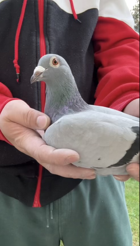 EQUAL 1st 16th Pl 250miles 