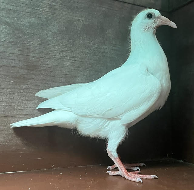 WHITE LATE HATCH OFF IMPORTS. 