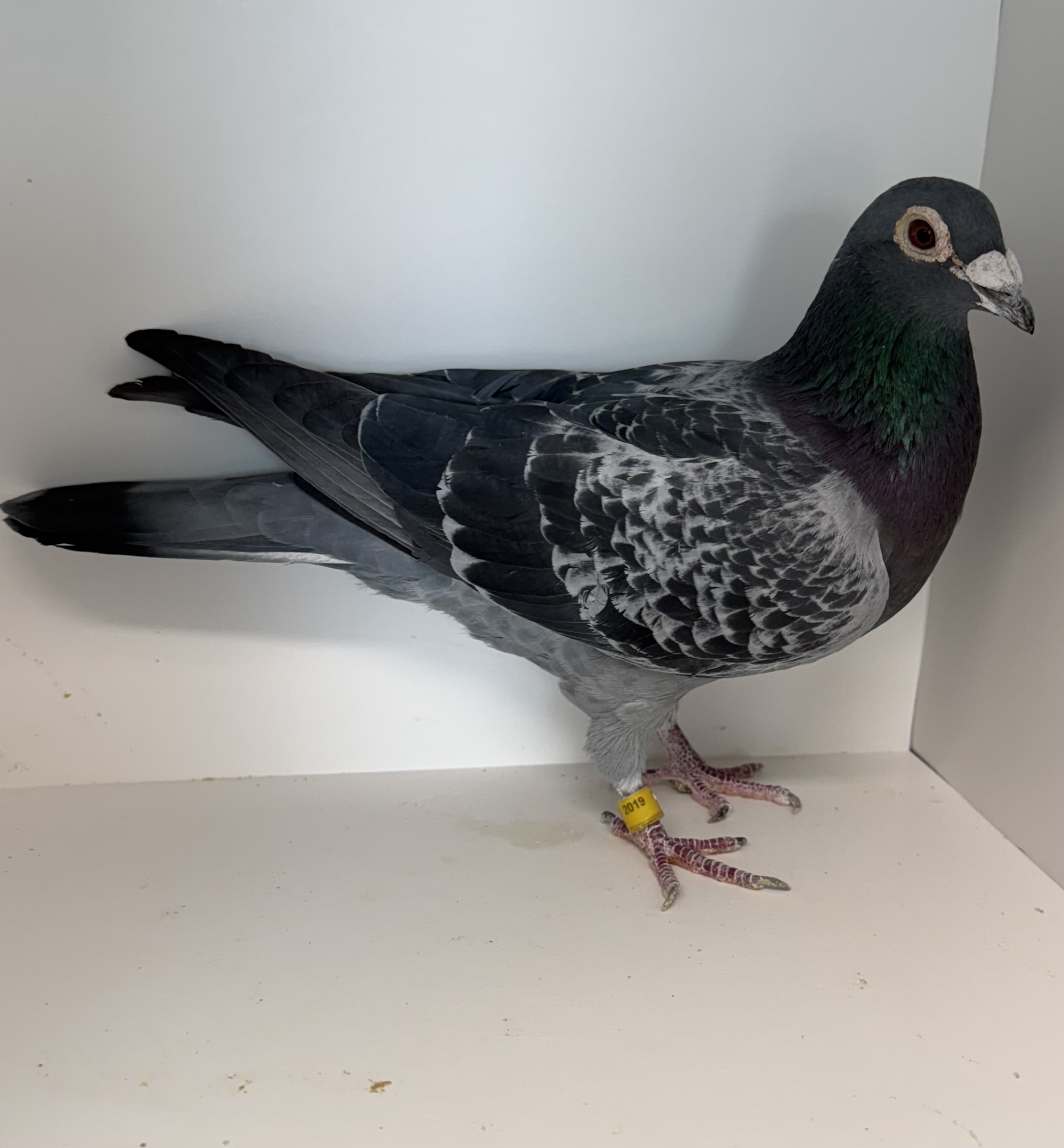 AU 19 AA 7402 Black Check Cock