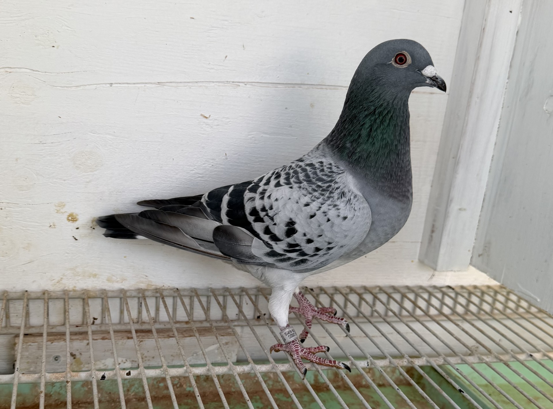 Linebred Baldwin Tilson 8062 x 570