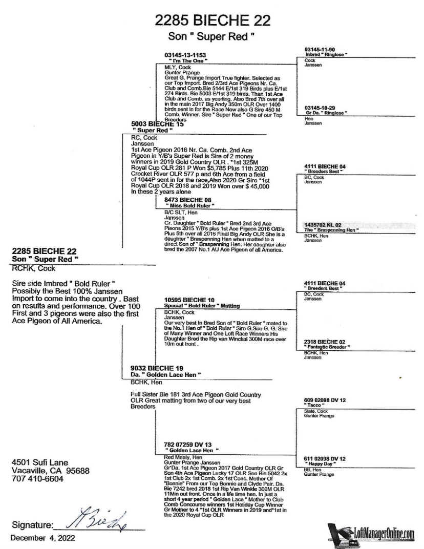 ipigeon-racing-pigeon-auction