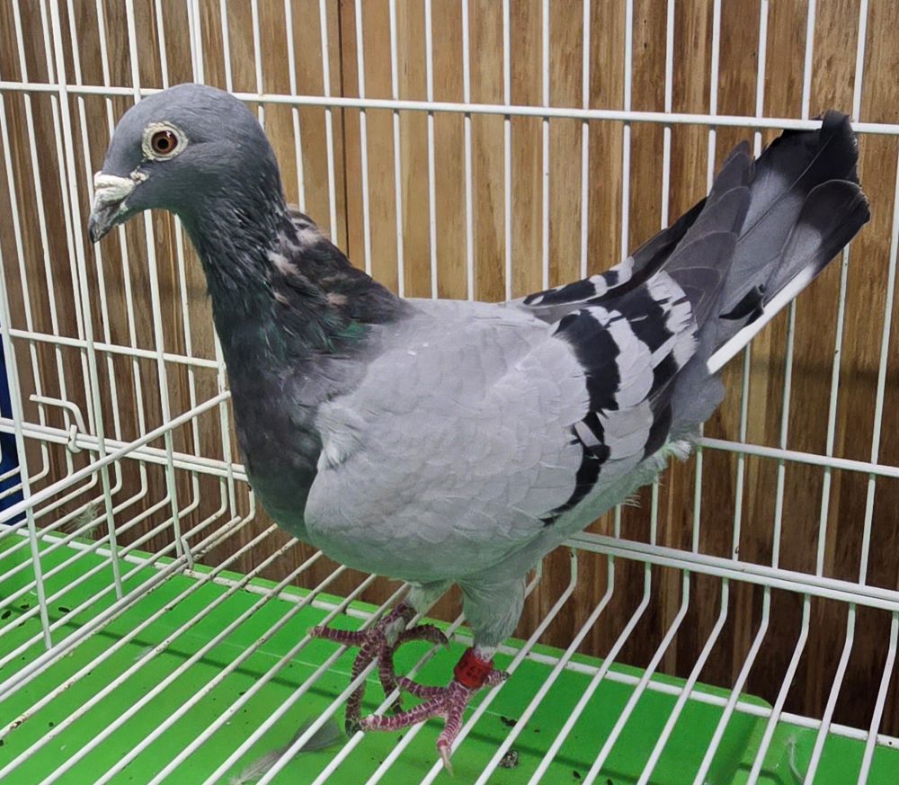 GB-17-Z-028257 BB Hen