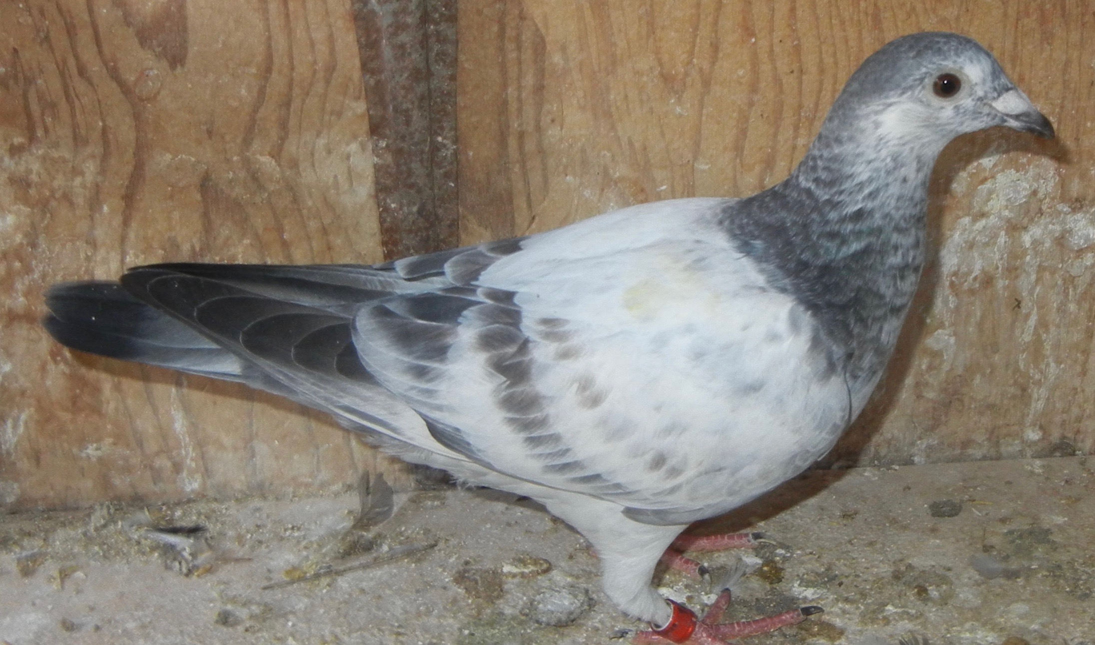 Preview Image 1