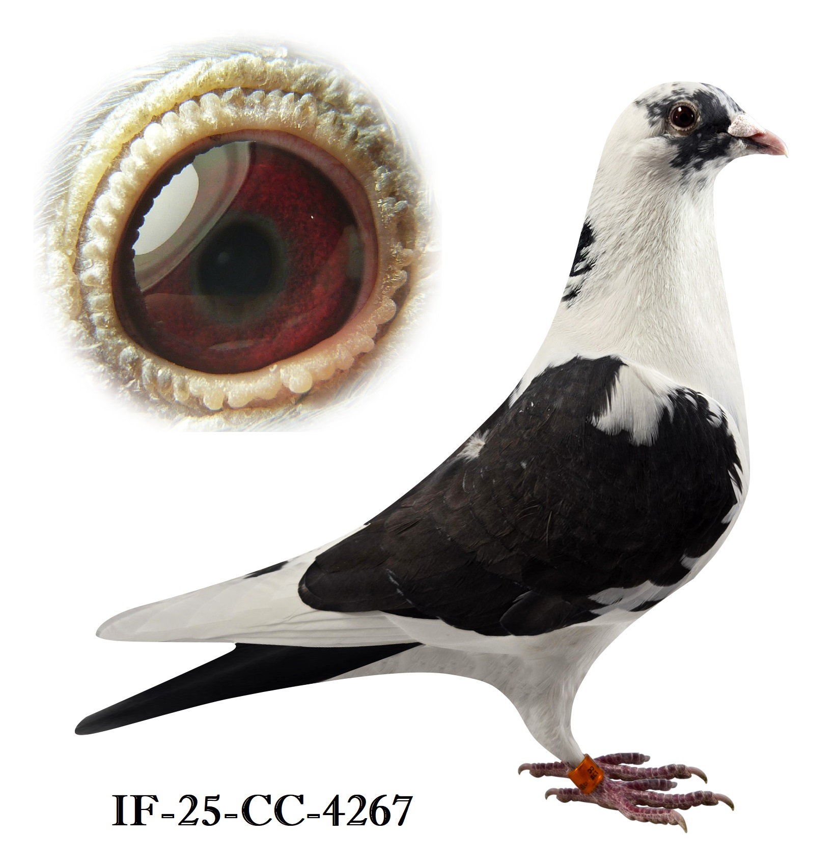 4267-CC Mother was 1st 320 and bred 2x1st 500 miles