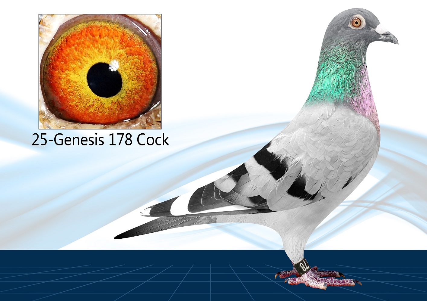 25-178(Cock) Inbred Surebet