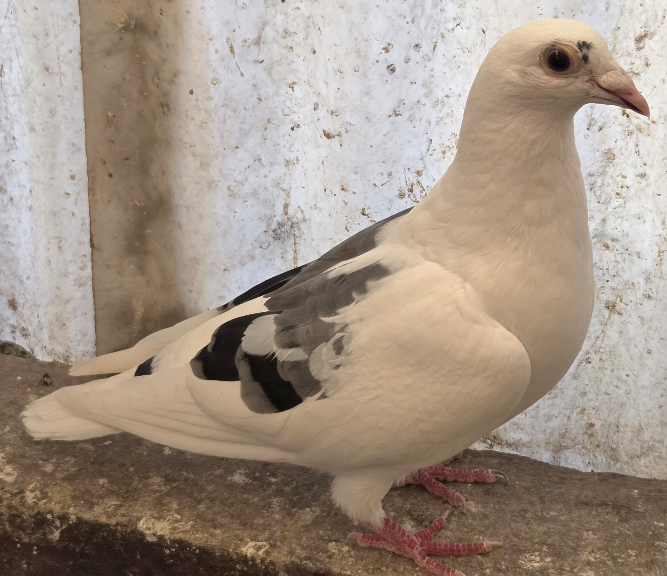 AU 26 Rockypoint 11 Hen Machiel Buyck X Jan Aarden