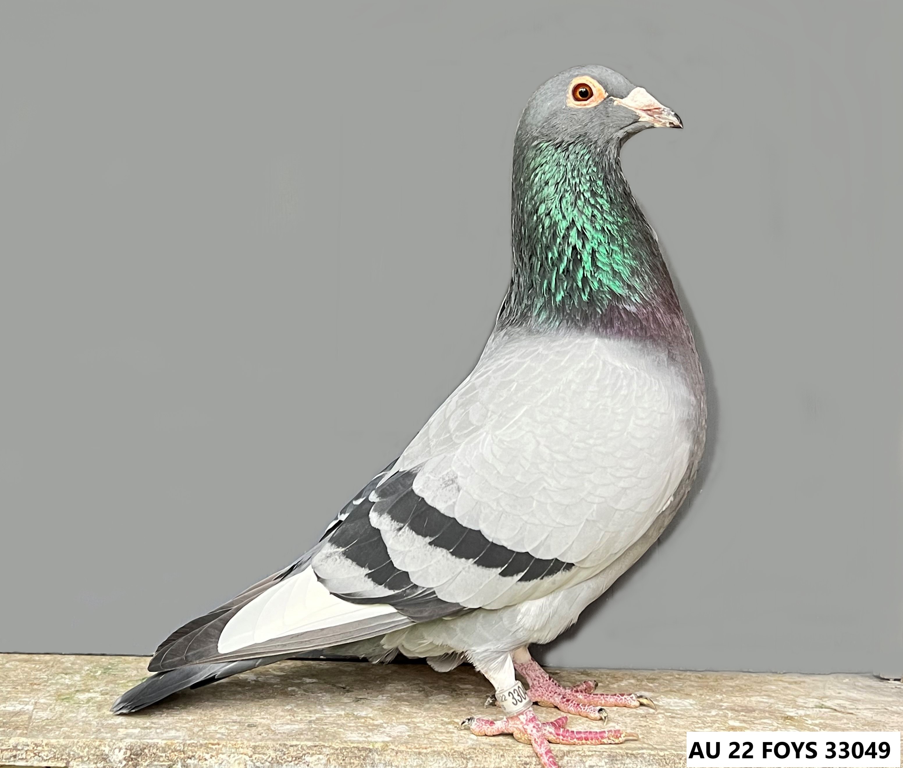 Preview Image 4