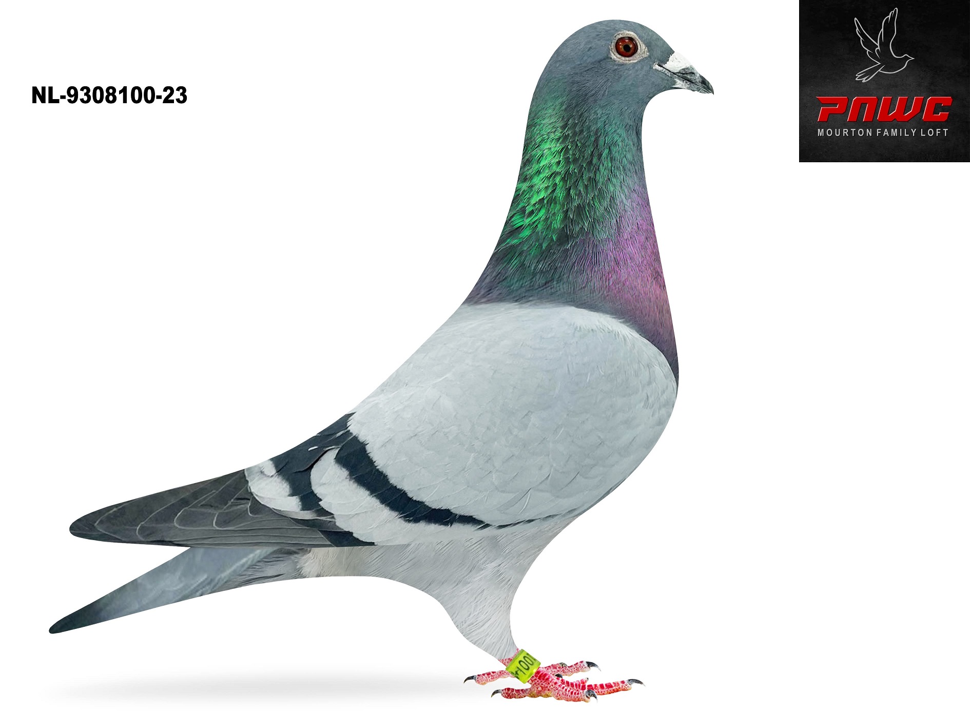 NL-9308100-23 BB COCK