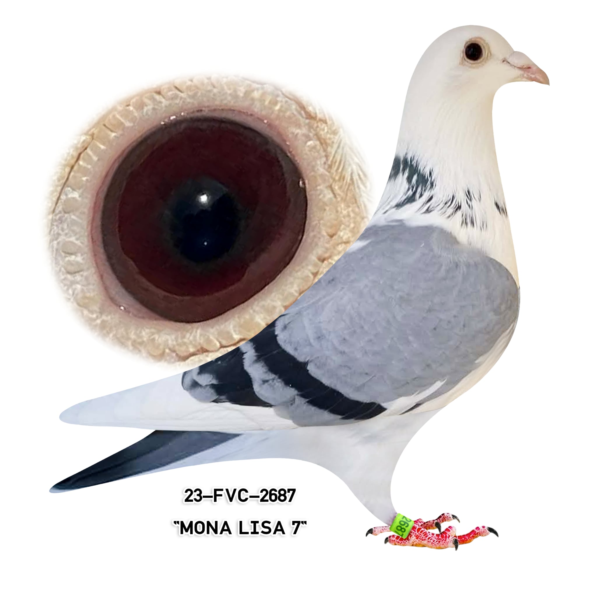 23-FVC-2687 BB Splash Hen.