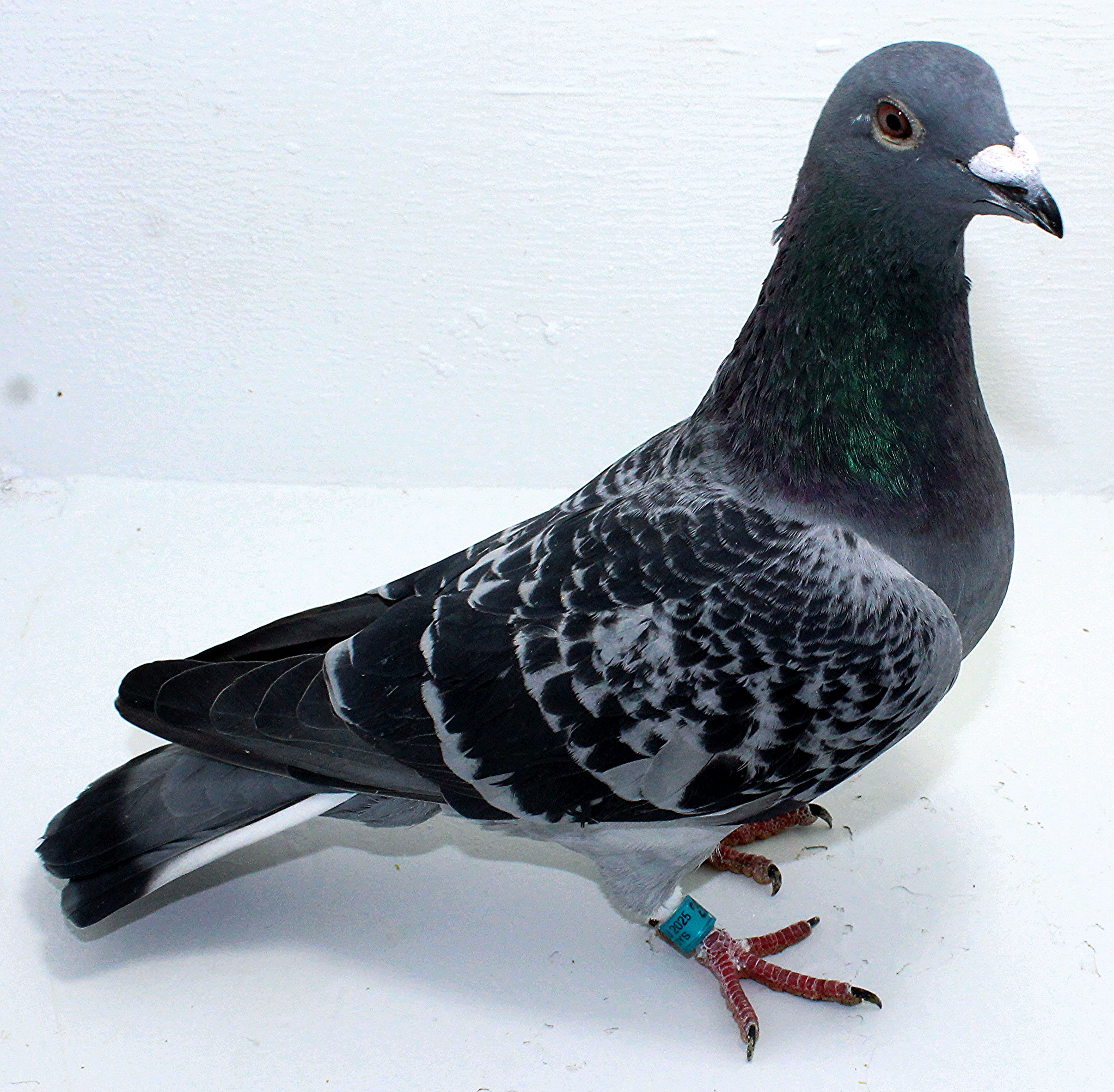 AU 20058 AA 2025 Gurnay