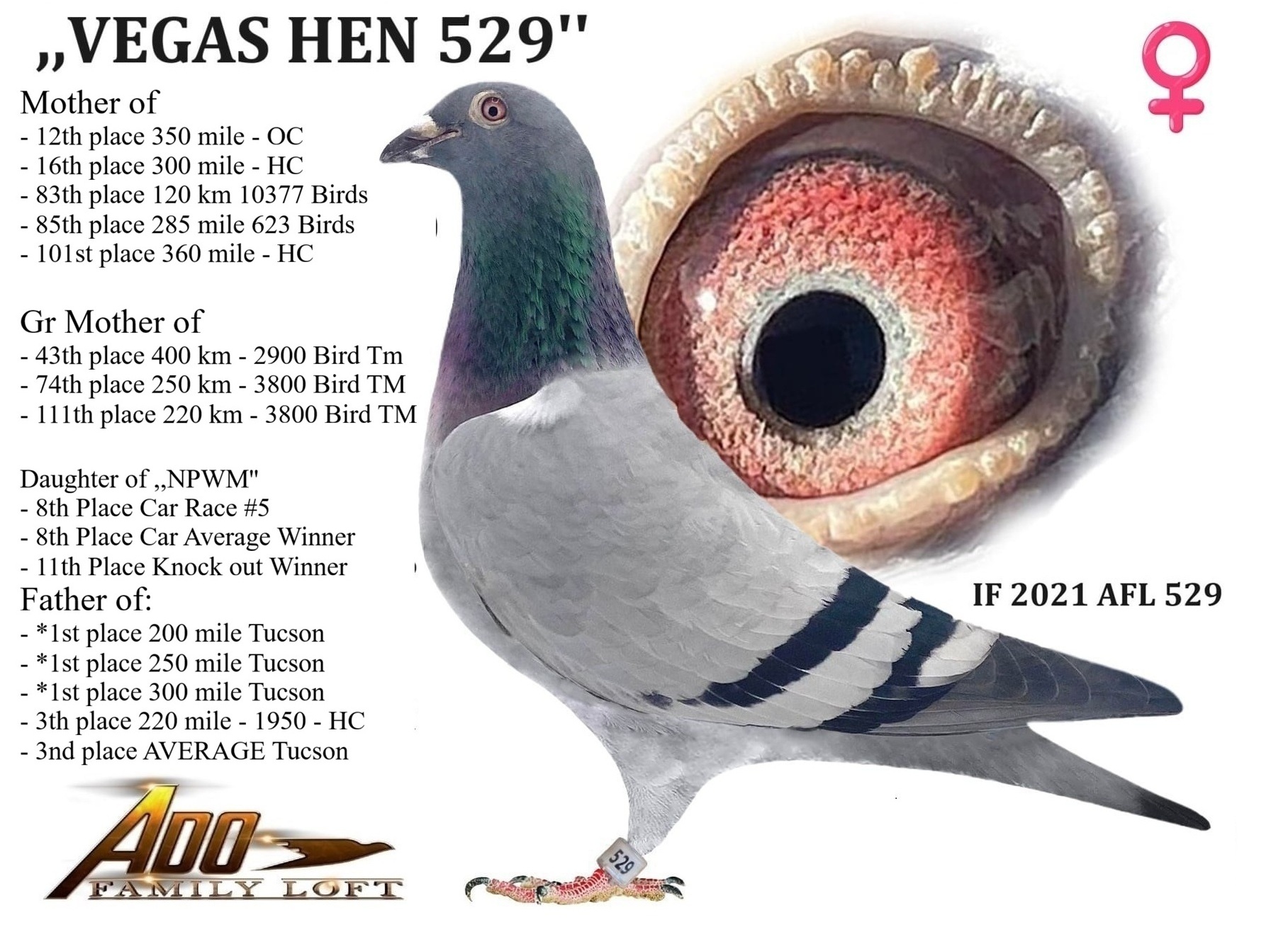 IF 2021 AFL 529