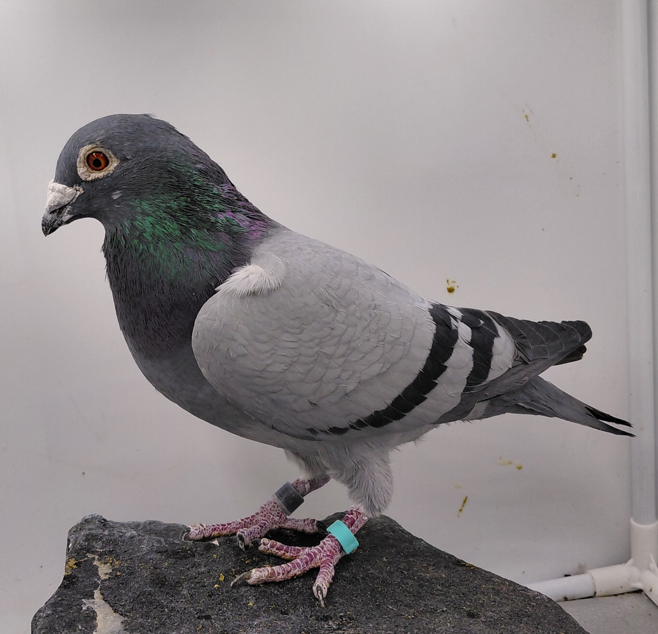 EL VICHO 2522-23 BB COCK