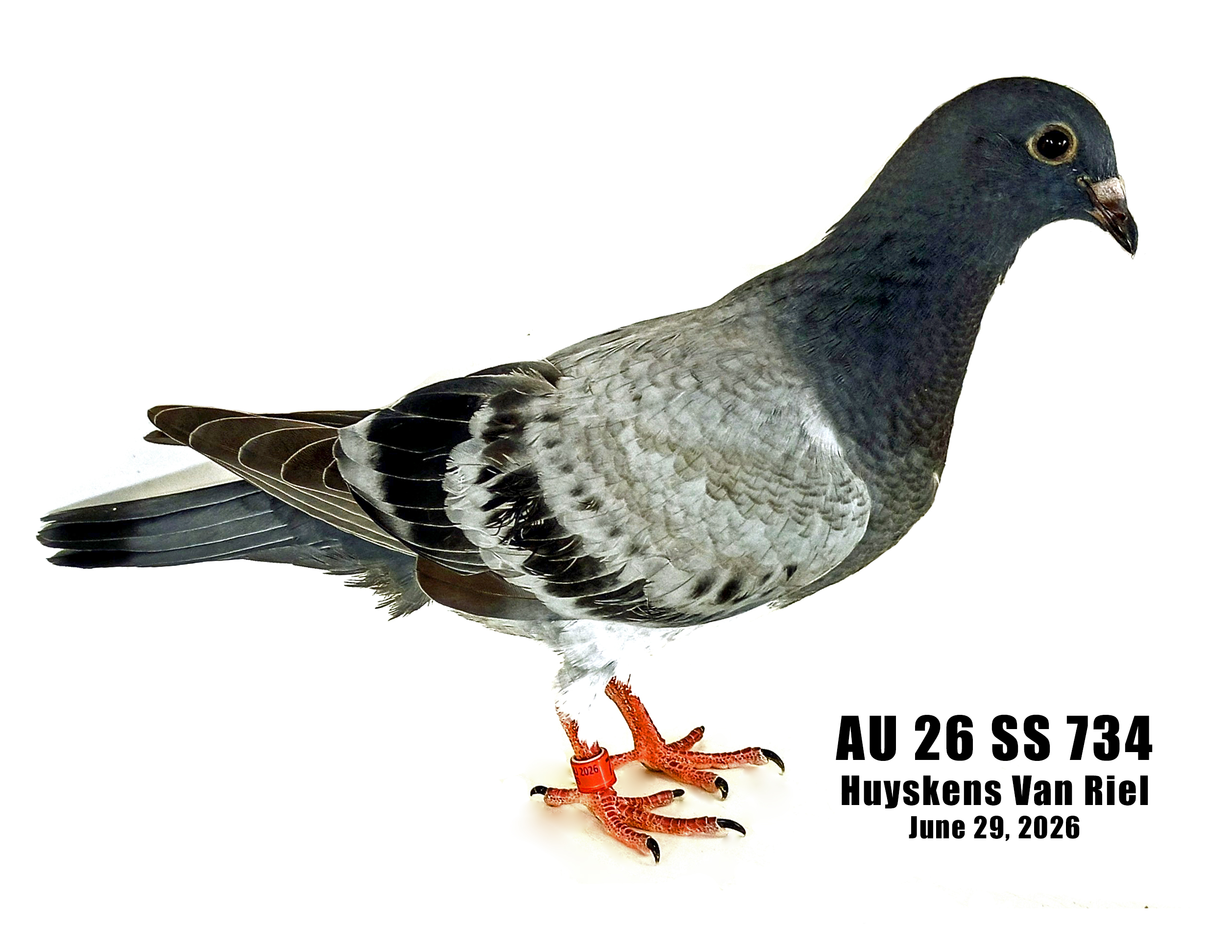 AU 26 SS 734 HVR YOUNG BIRD