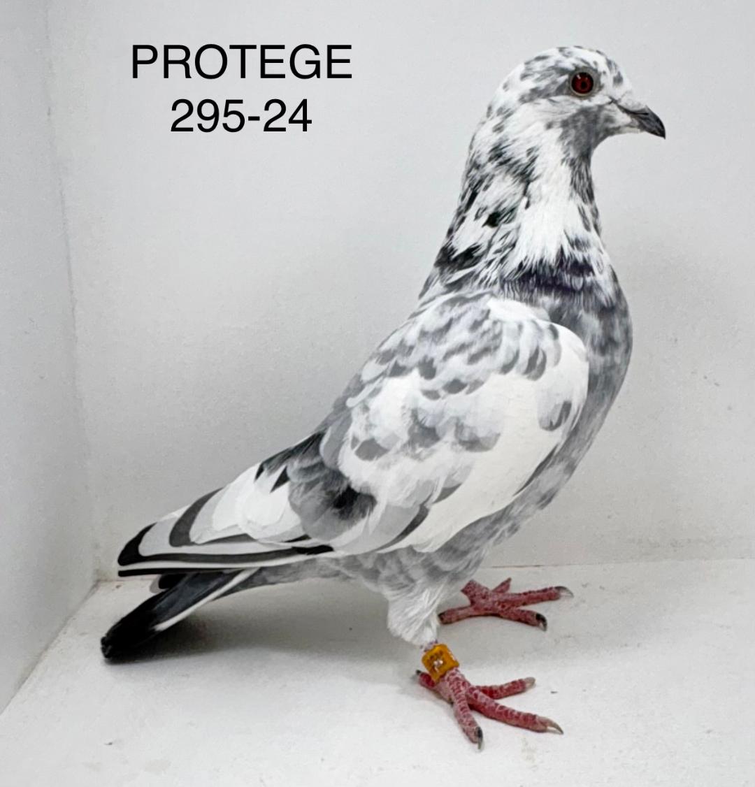 Protege 295-24 Grizzle C