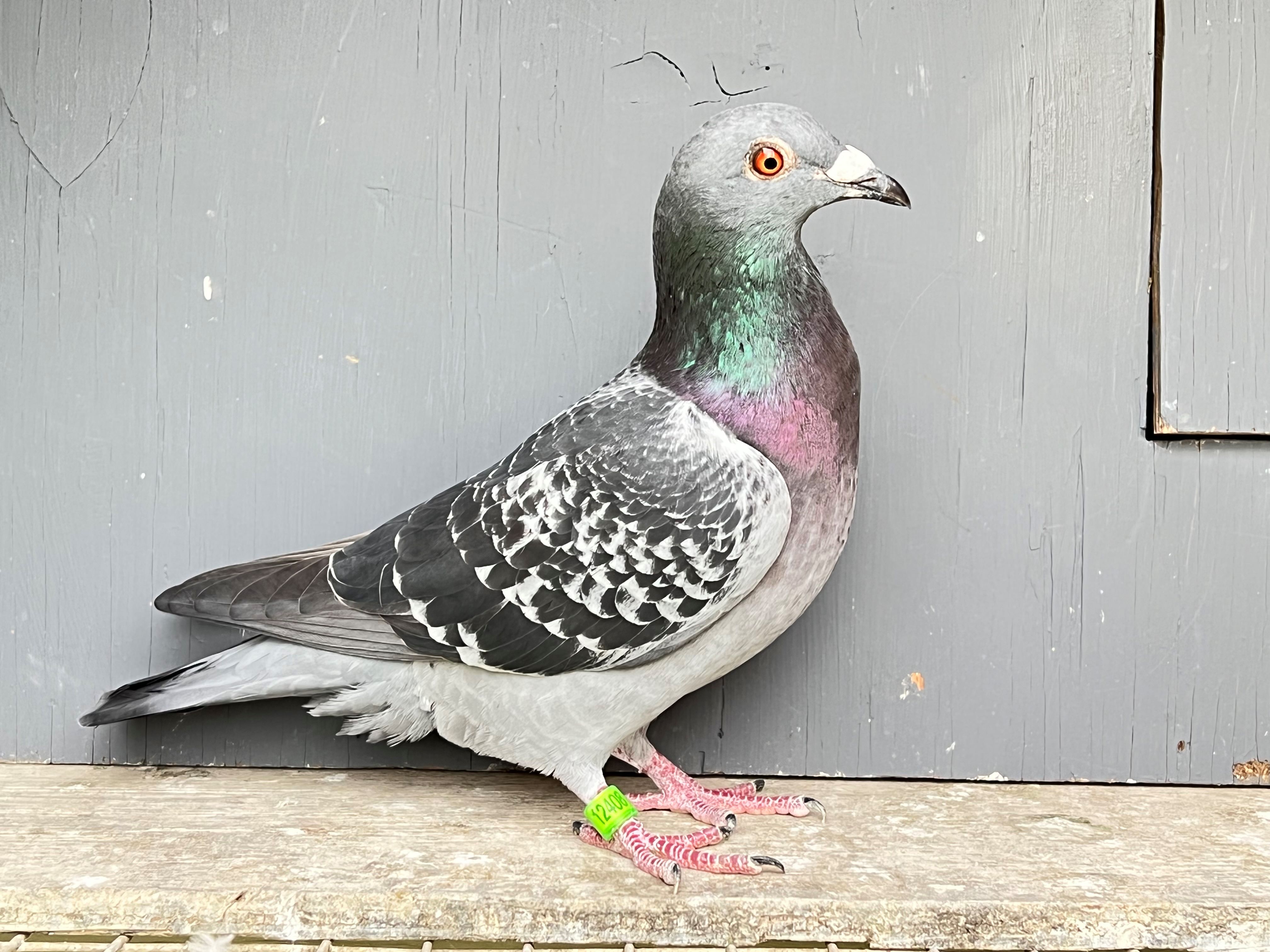 Racing Pigeon Auction