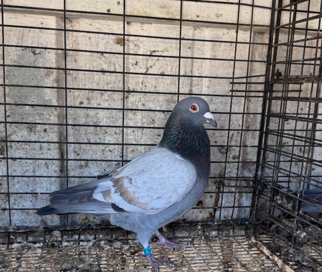 128 REC OPAL DAM DOUBLE BRED RED MONKEY SIRE 1ST PLACE WINNER