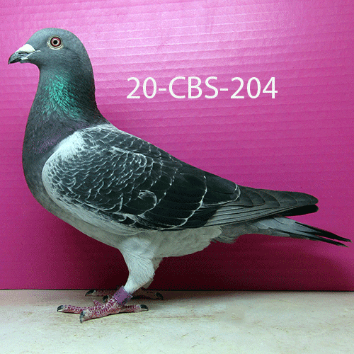 iPigeon.com - Racing Pigeon Auction