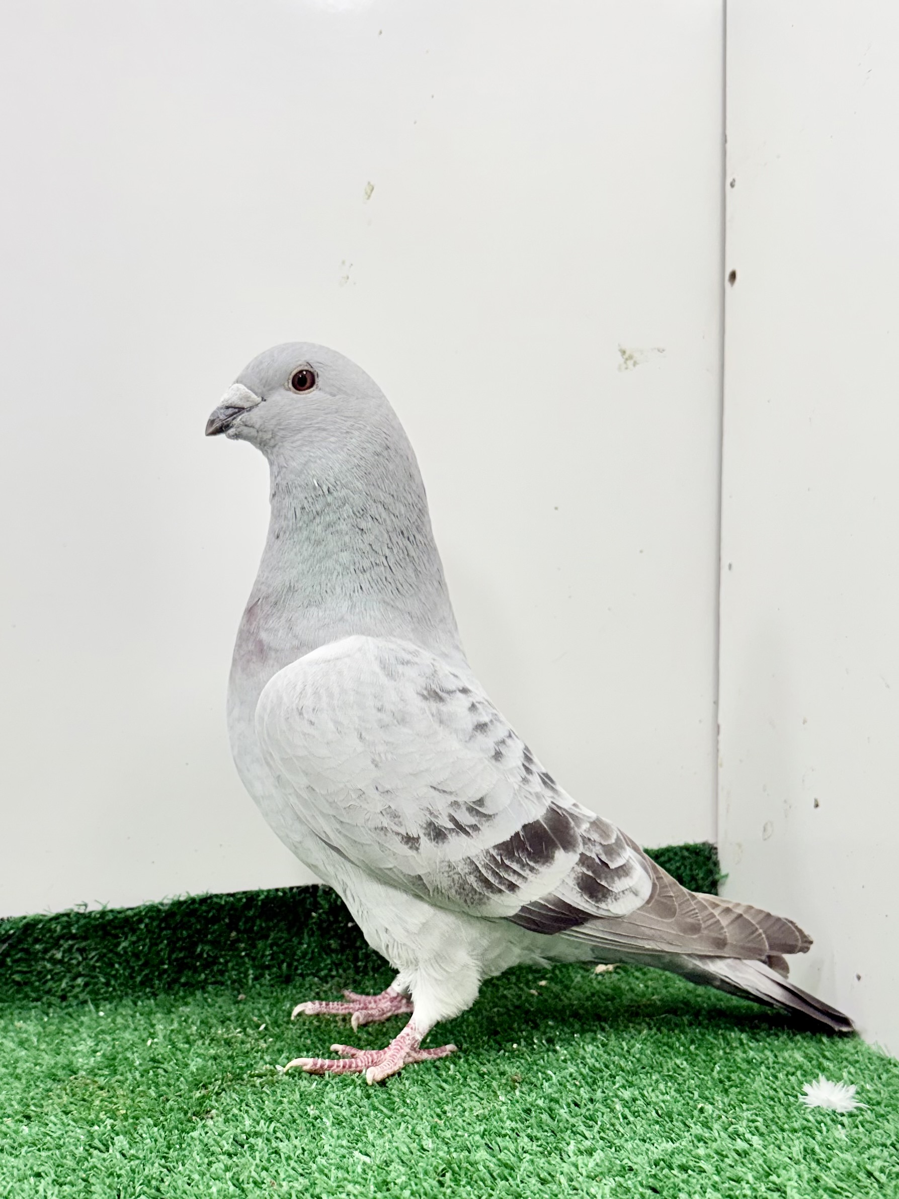 iPigeon.com - Racing Pigeon Auction