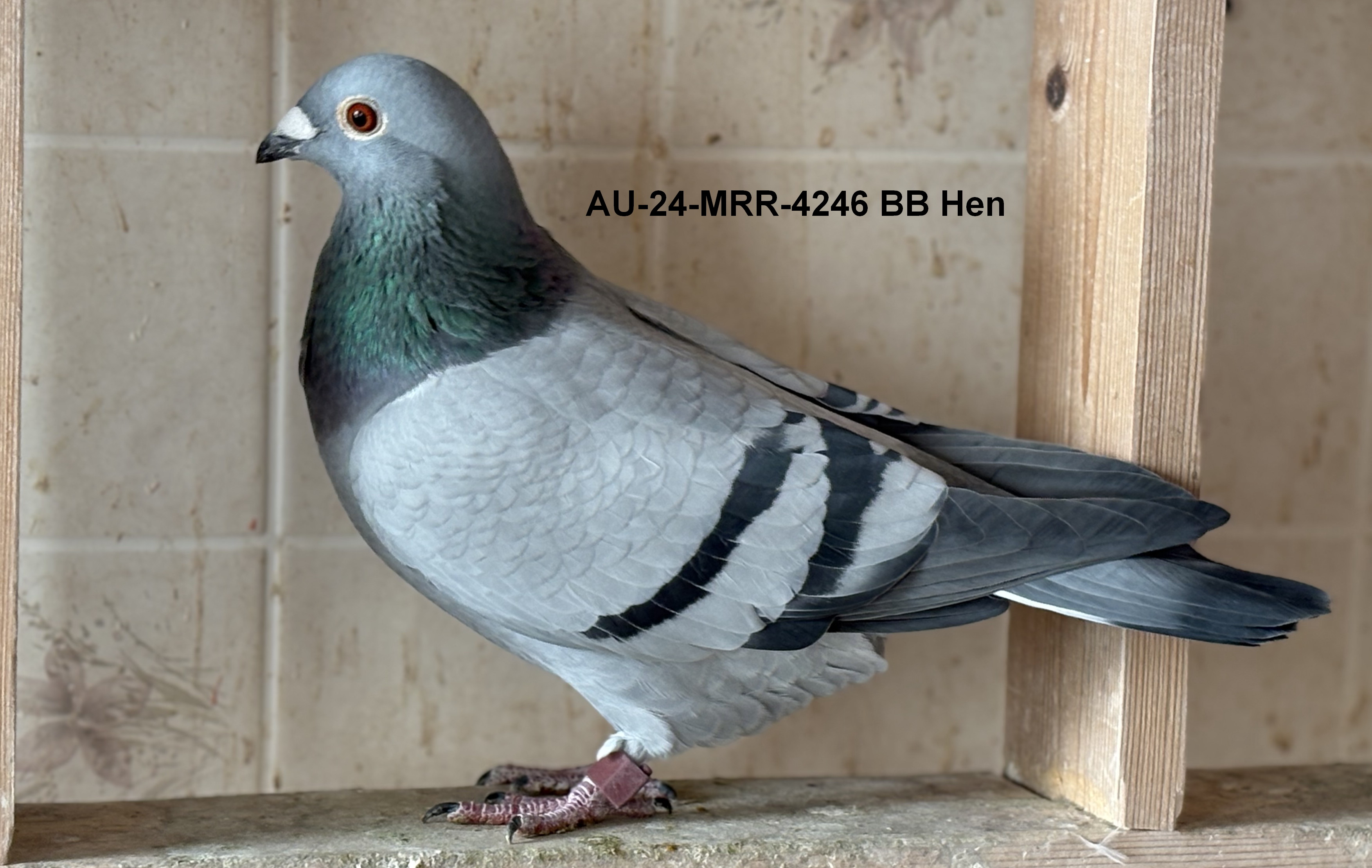 AU 24 MRR 4246 BB Hen