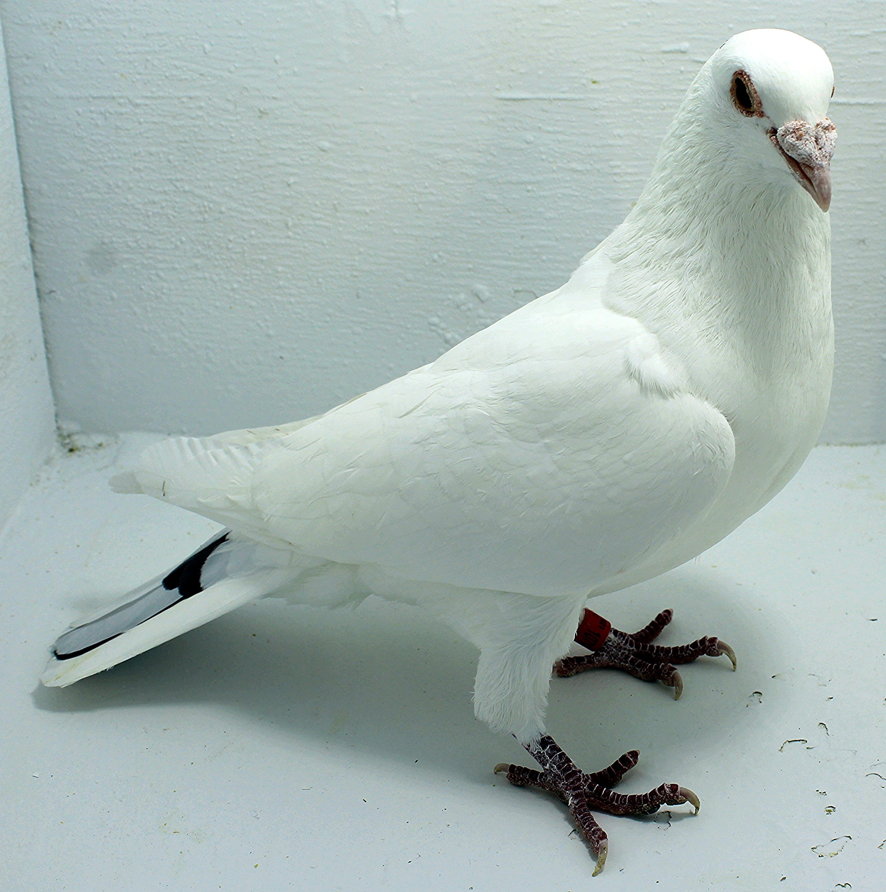 107144 AU AA 2021 Pure Hansenne