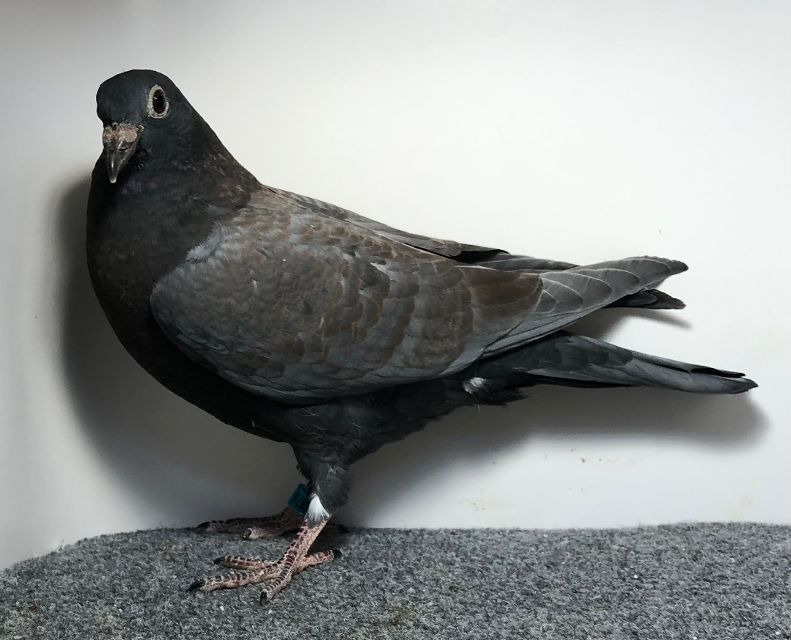 25376 RMR AU 2025 BRZ