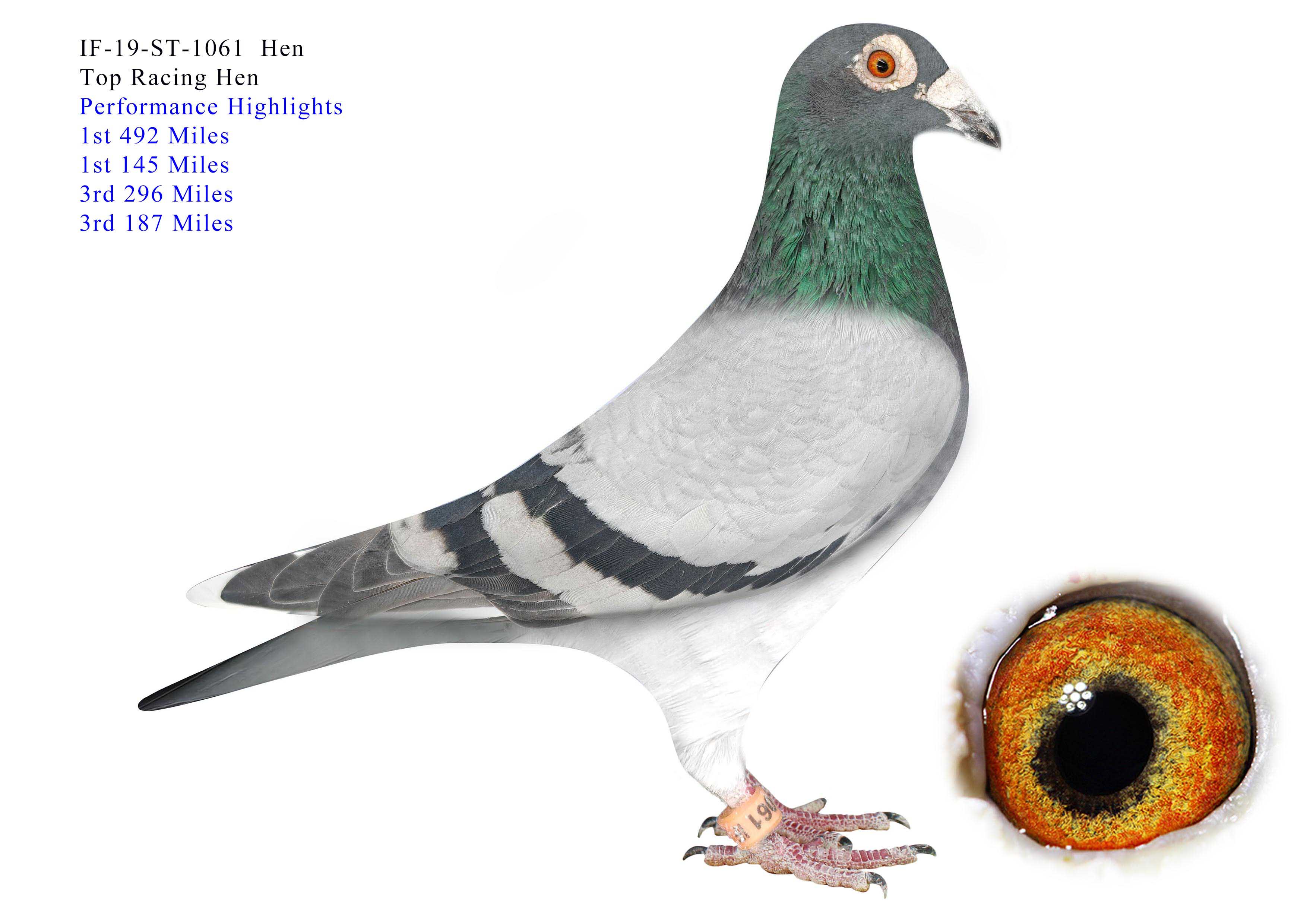 IF-19-ST-1061  Top Racing Hen
