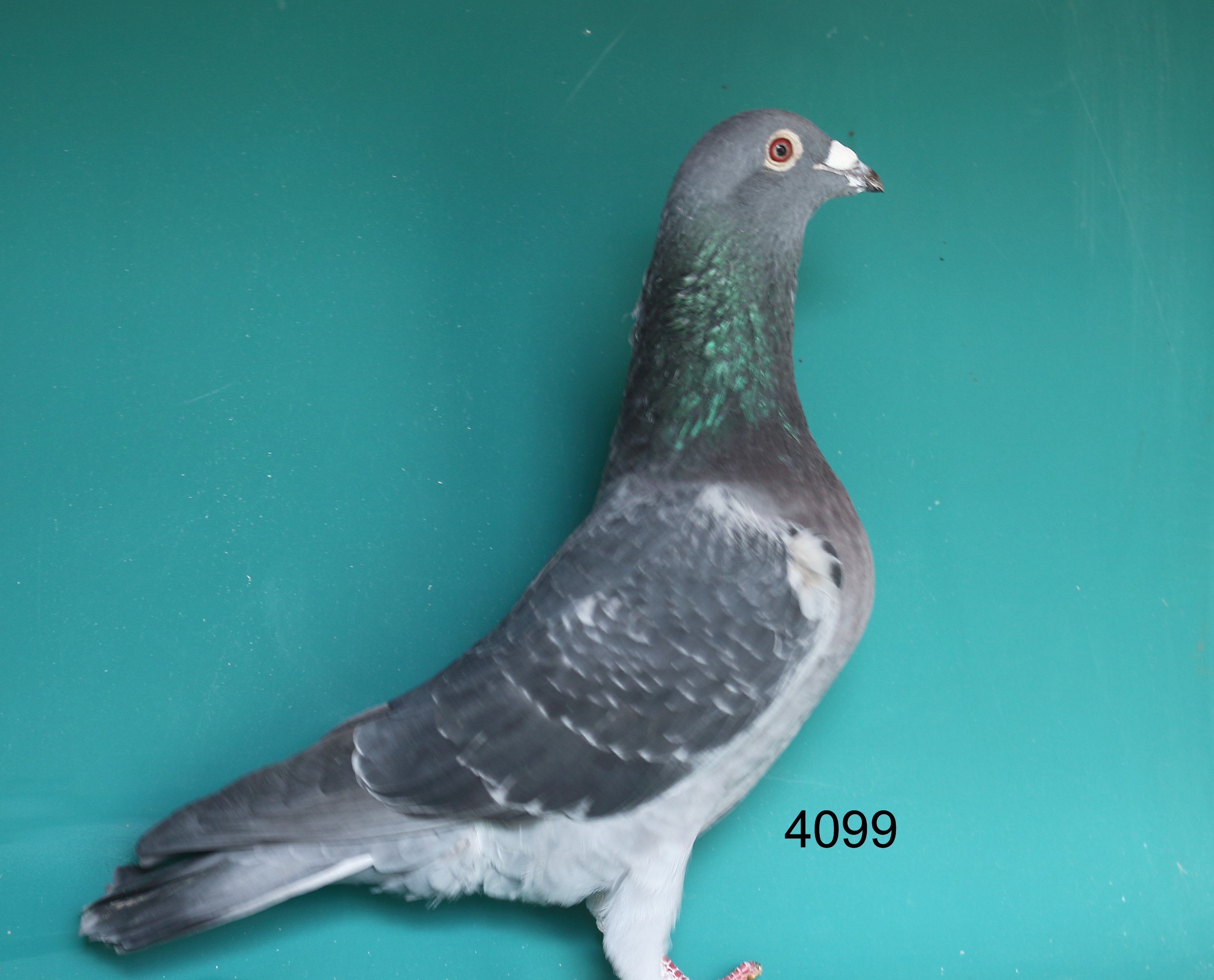 24 CMP 4099 DC C  Late Hatch