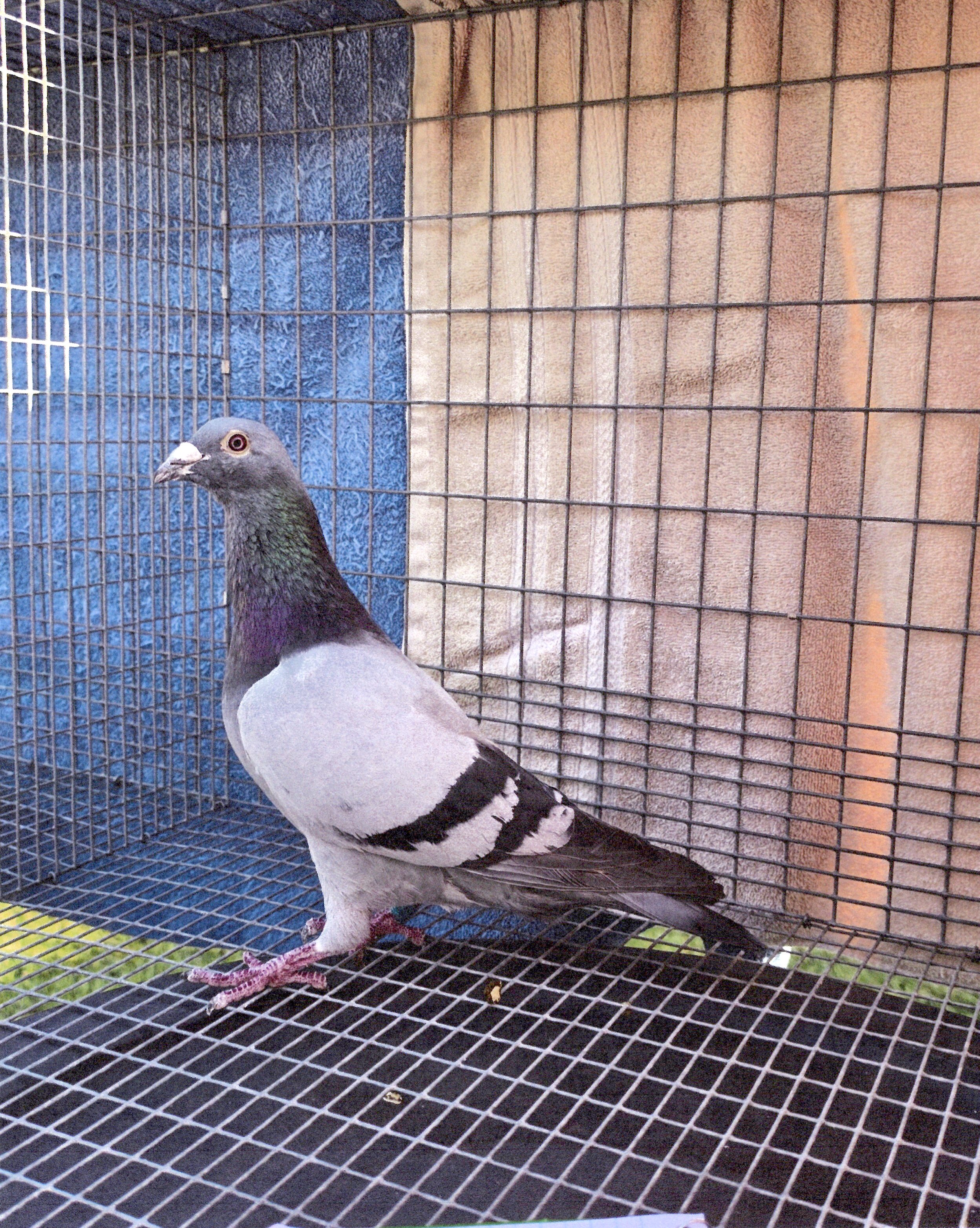 AU-2025-PACHECO LOFT-199 BB COCK