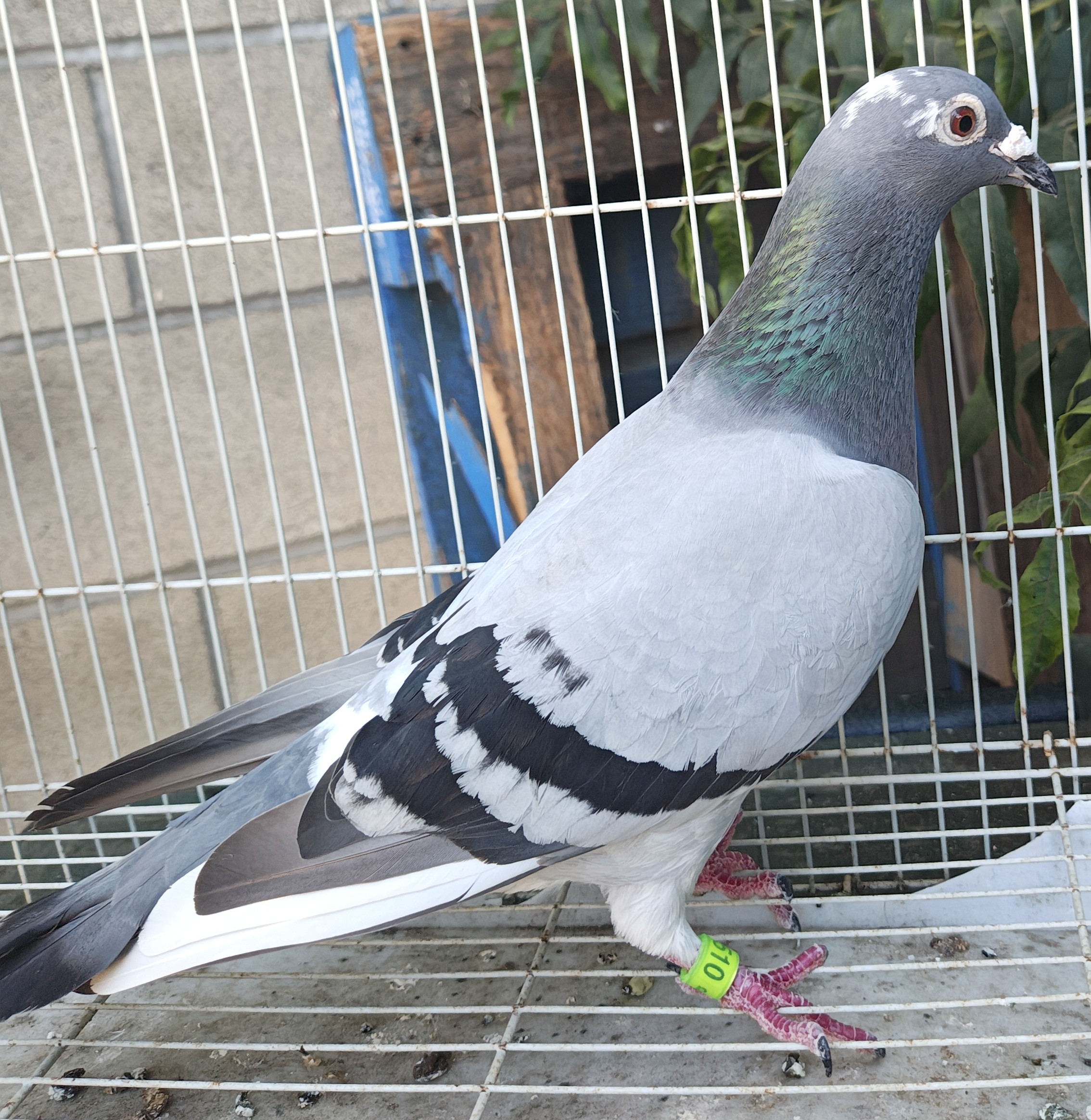 Super Hen 