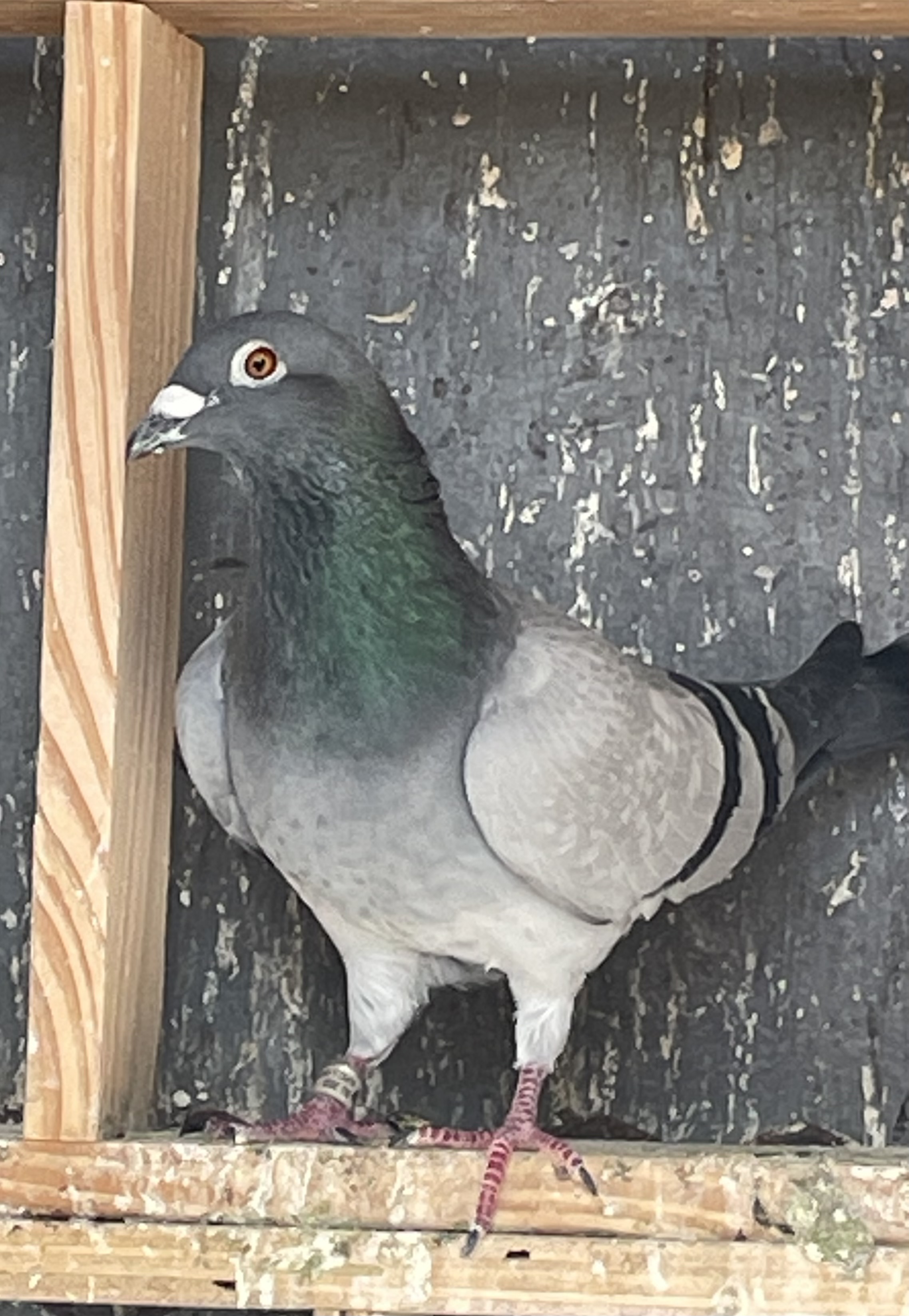 AU 22 APC 22139
Blauw
Male
Won 54th 367m@1324ypm
Crooked River, 2022